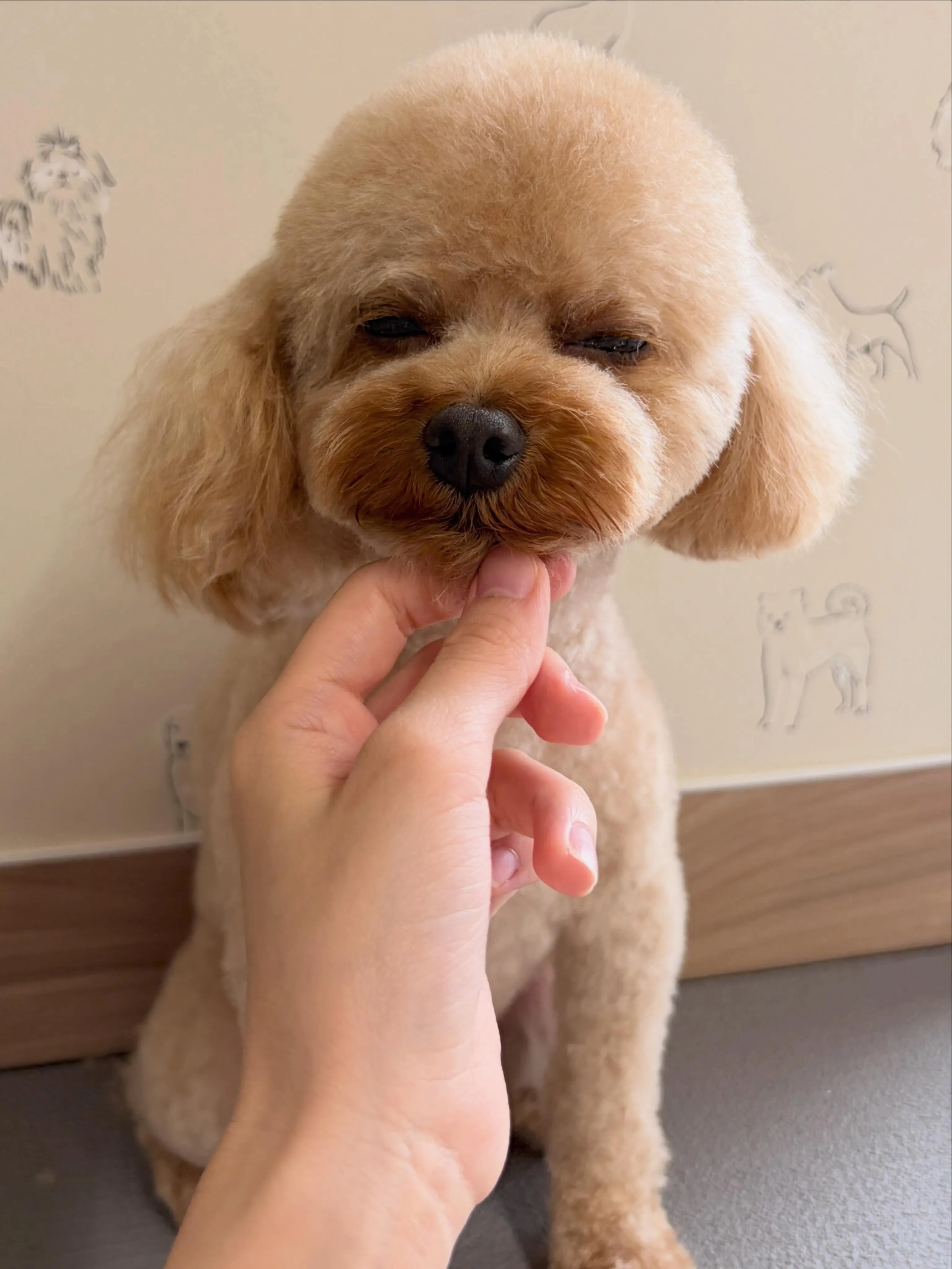 🍃5/27のトリミング🍃プードル🐶｜名東区・千種区・守山区の...