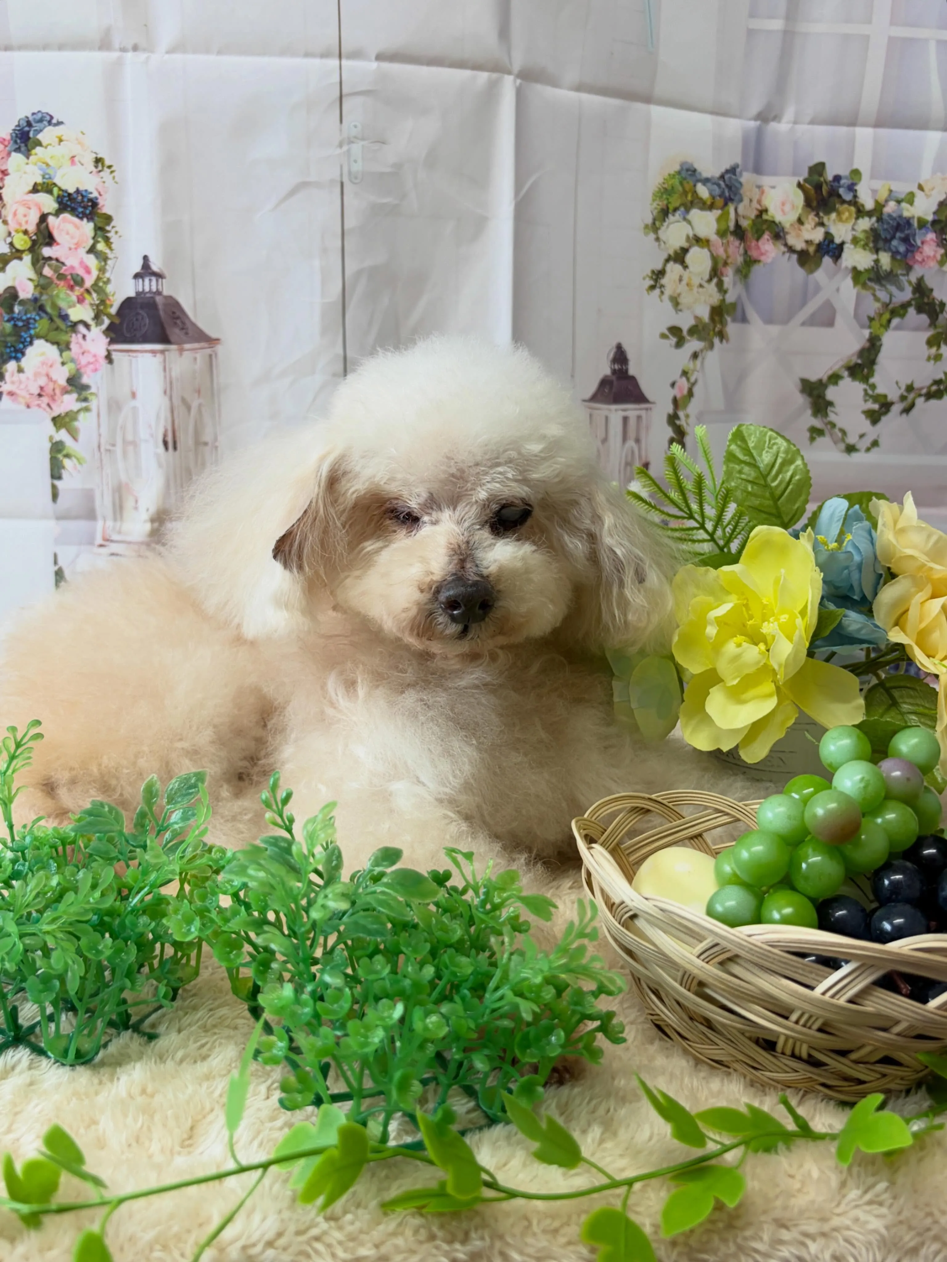 🍃5/27のトリミング🍃プードル🐶｜名東区・千種区・守山区の...