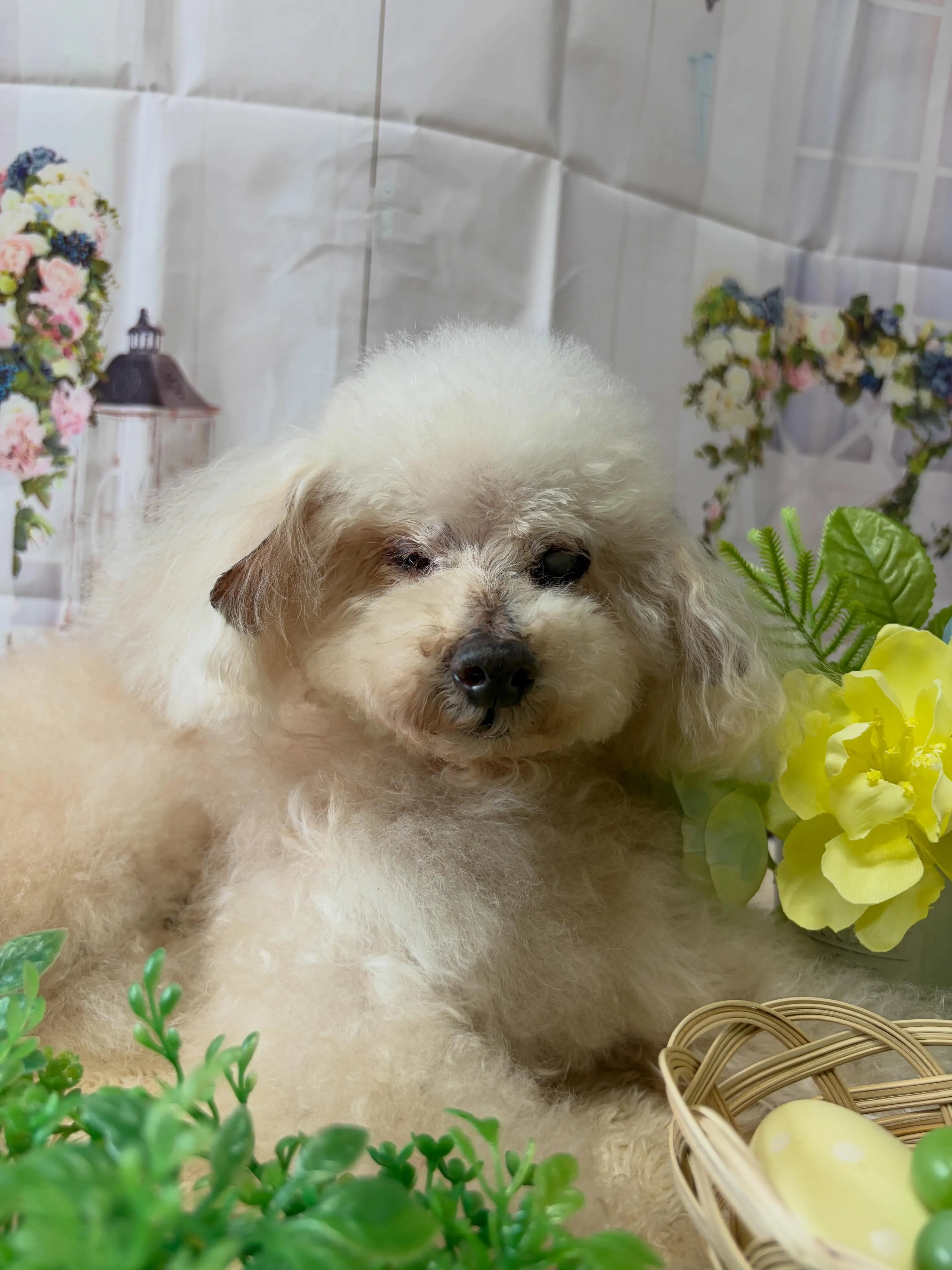 🍃5/27のトリミング🍃プードル🐶｜名東区・千種区・守山区の...