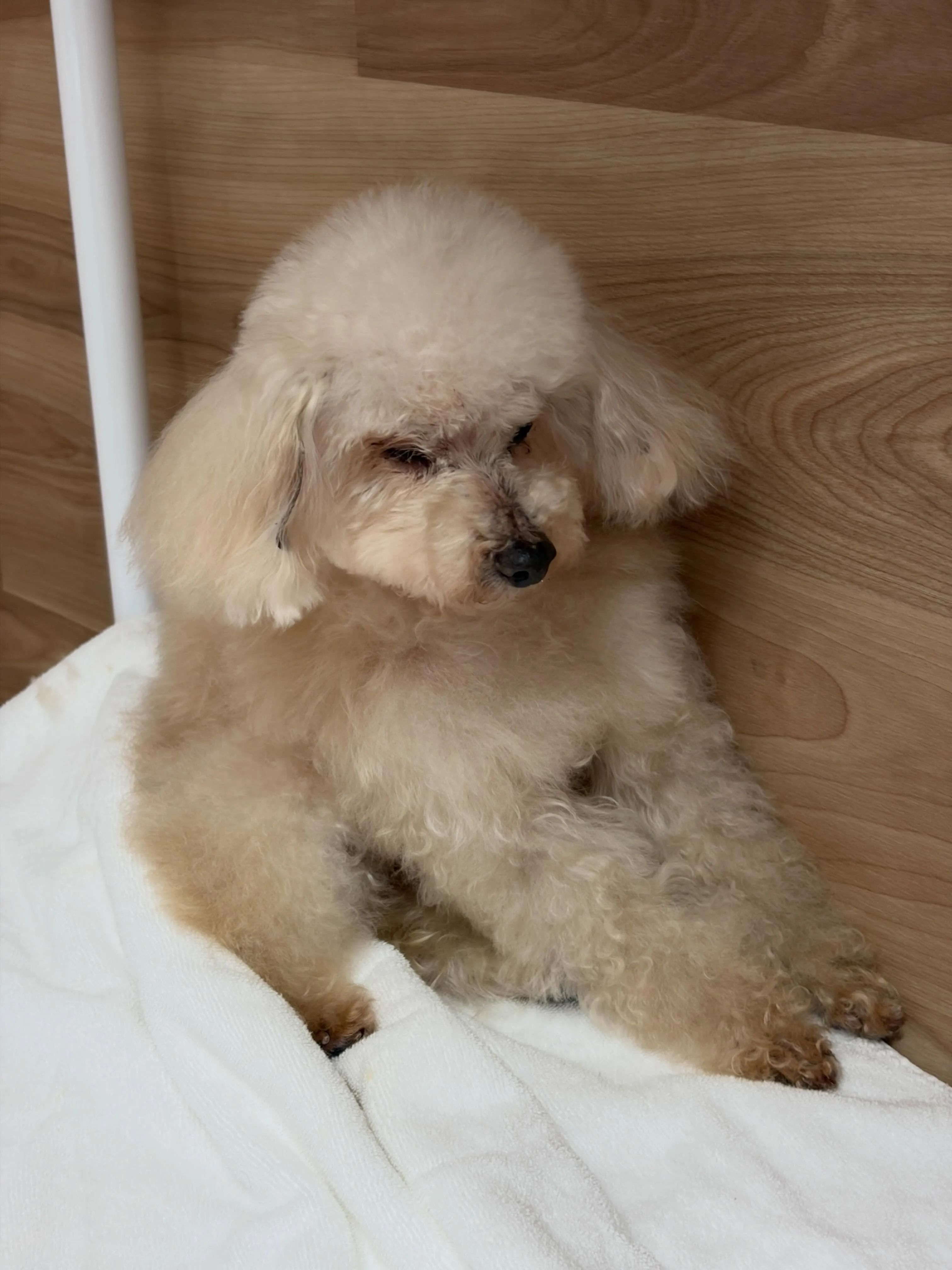 🍃5/27のトリミング🍃プードル🐶｜名東区・千種区・守山区の...