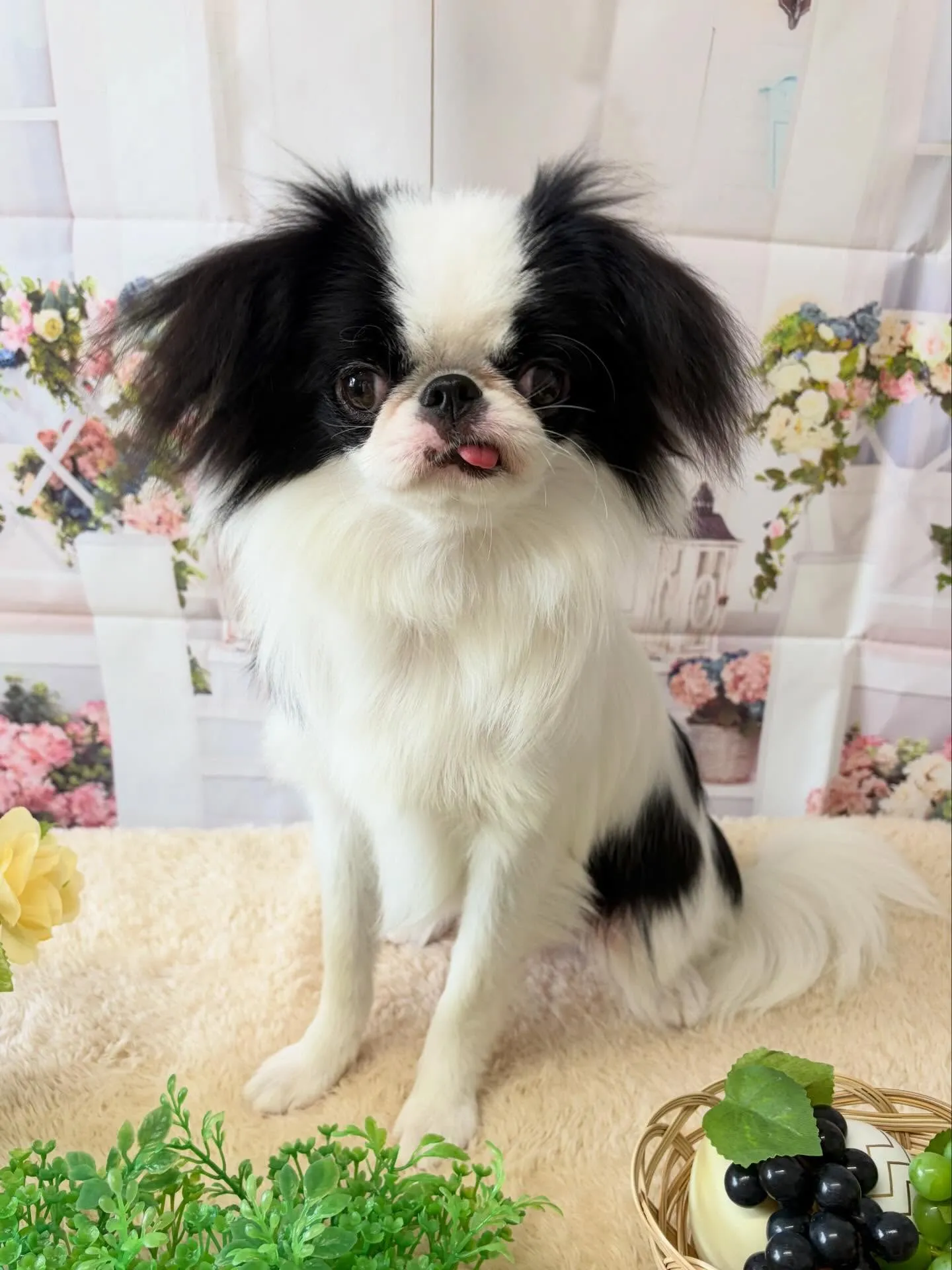 🍃5/27のトリミング🍃狆🐶｜名東区・千種区・守山区の動物病...