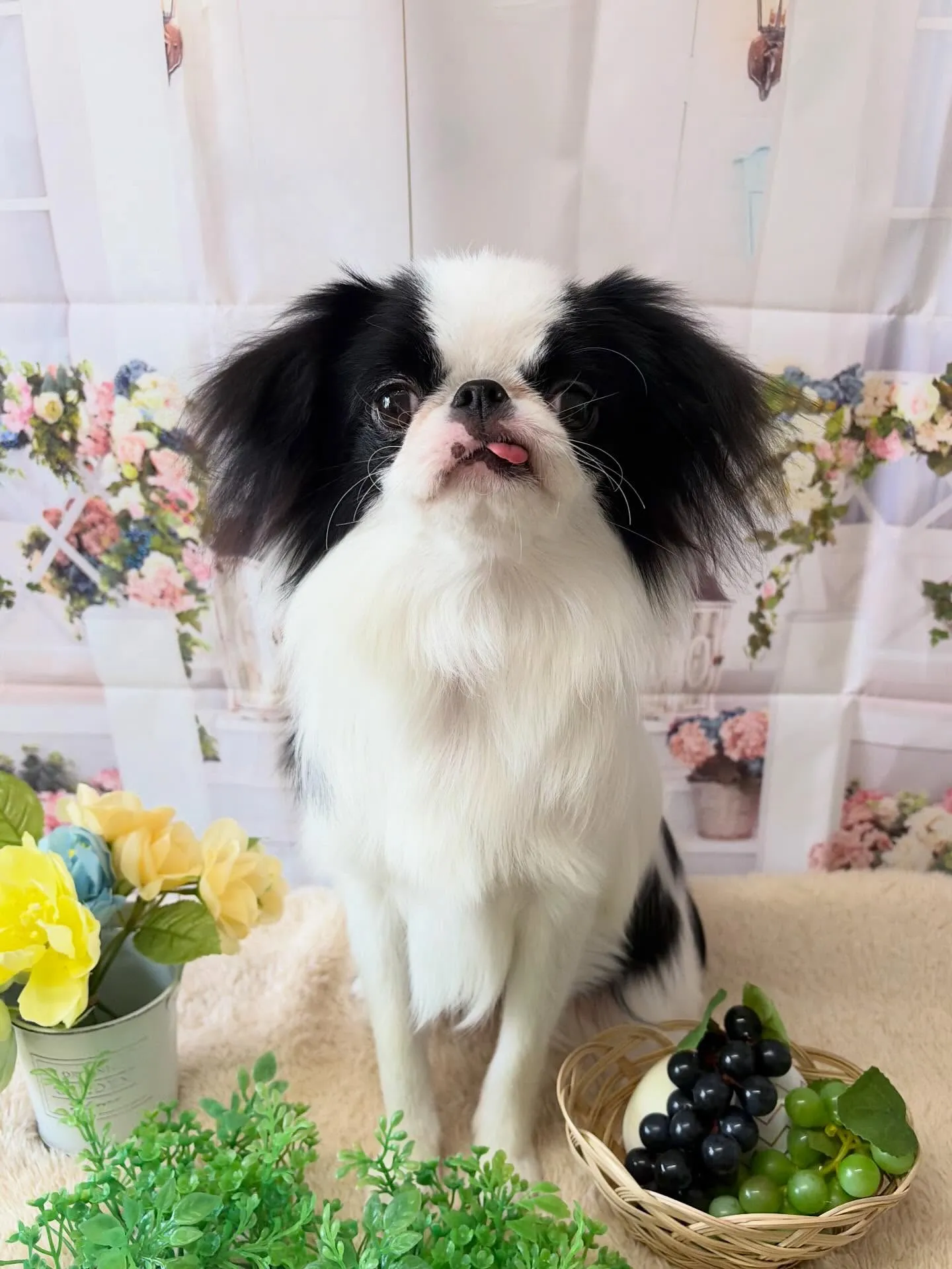 🍃5/27のトリミング🍃狆🐶｜名東区・千種区・守山区の動物病...
