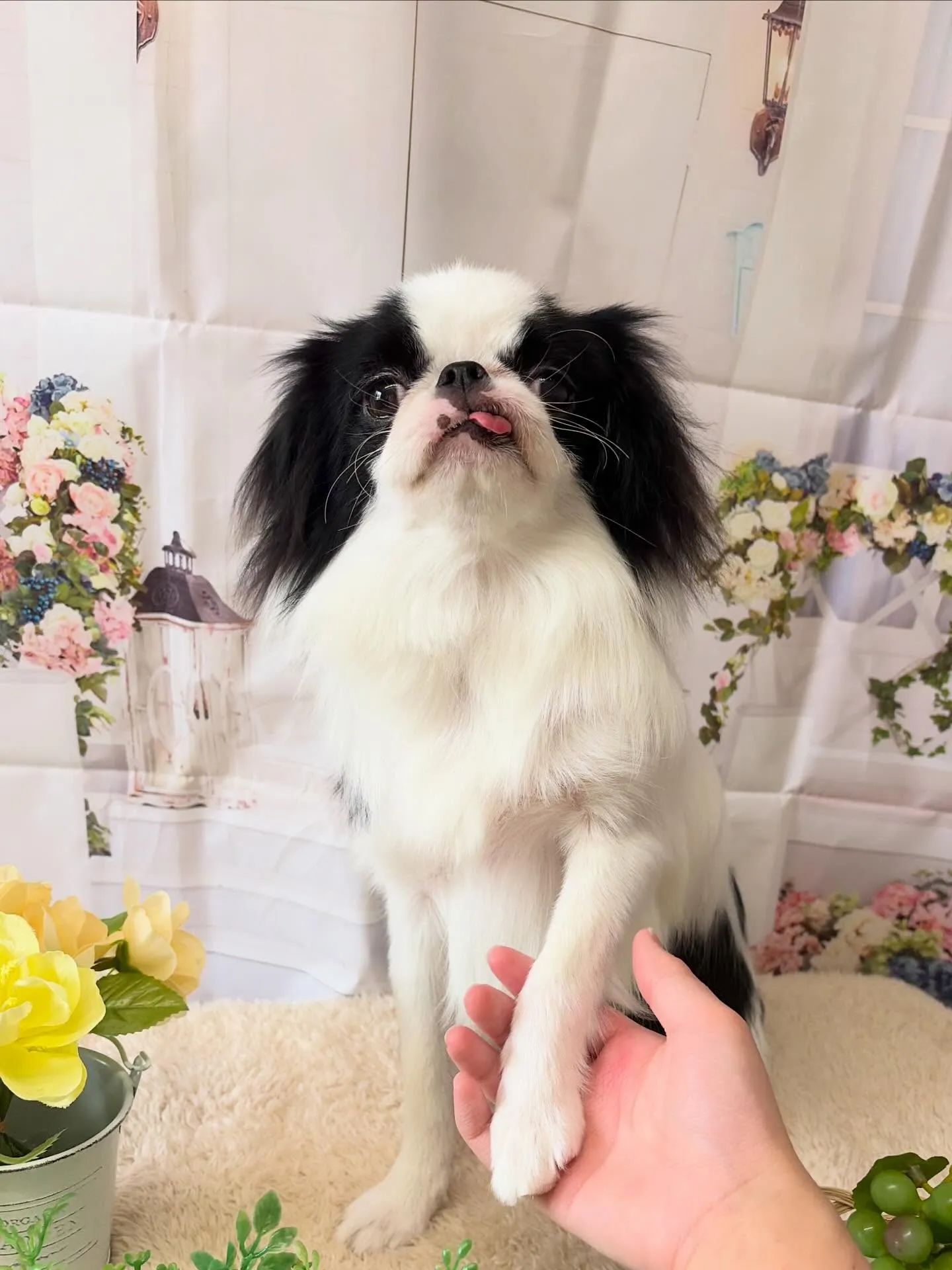 🍃5/27のトリミング🍃狆🐶｜名東区・千種区・守山区の動物病...