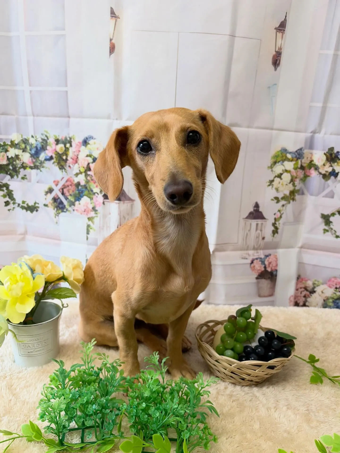 🍃5/27のトリミング🍃ミックス犬🐶｜名東区・千種区・守山区...