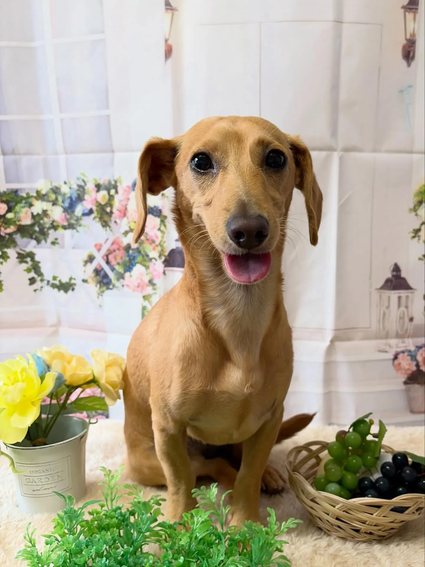🍃5/27のトリミング🍃ミックス犬🐶|名東区・千種区・守山区...