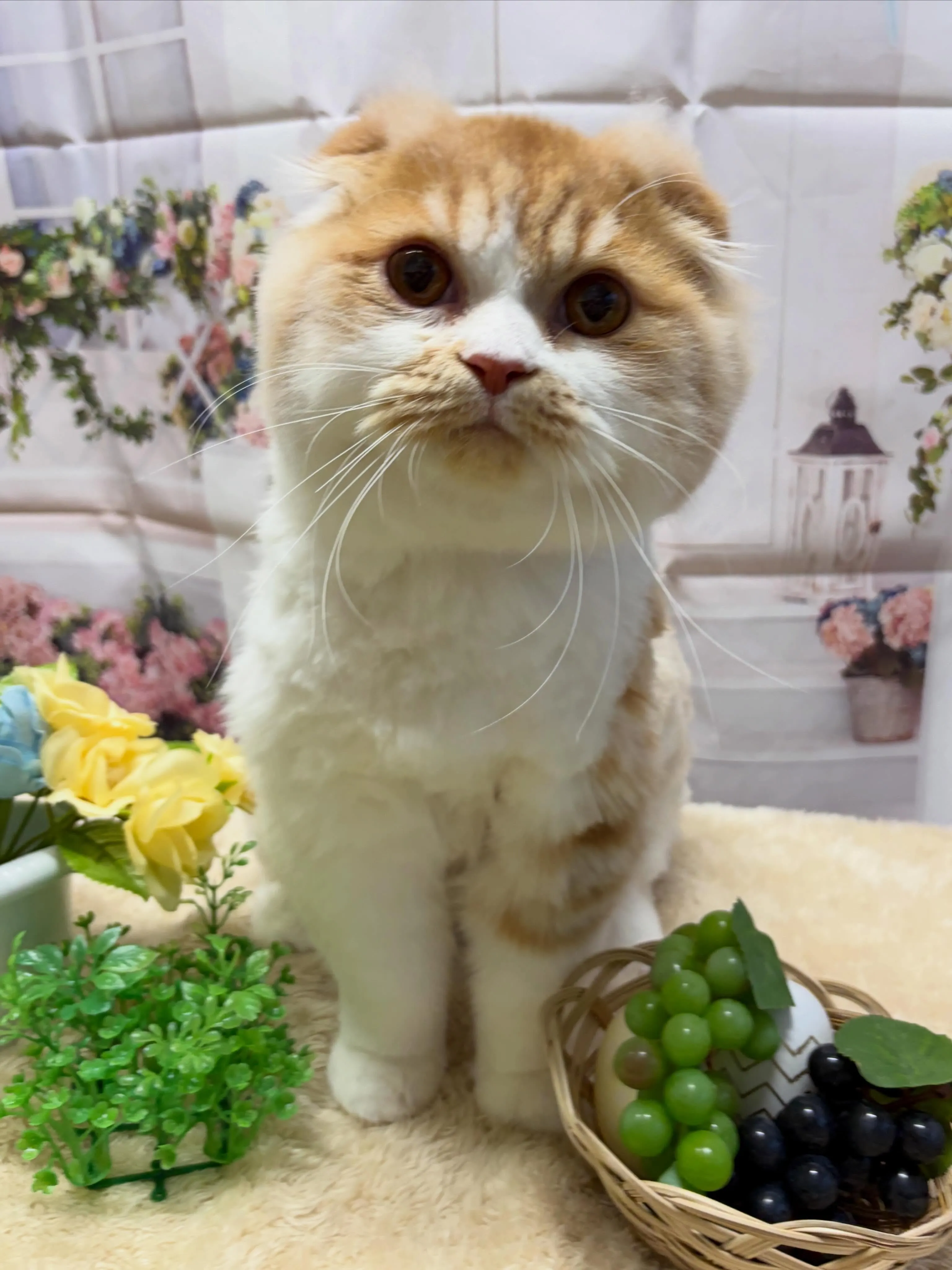 🍃5/27のトリミング🍃スコティッシュ・フォールド🐱｜名東区...