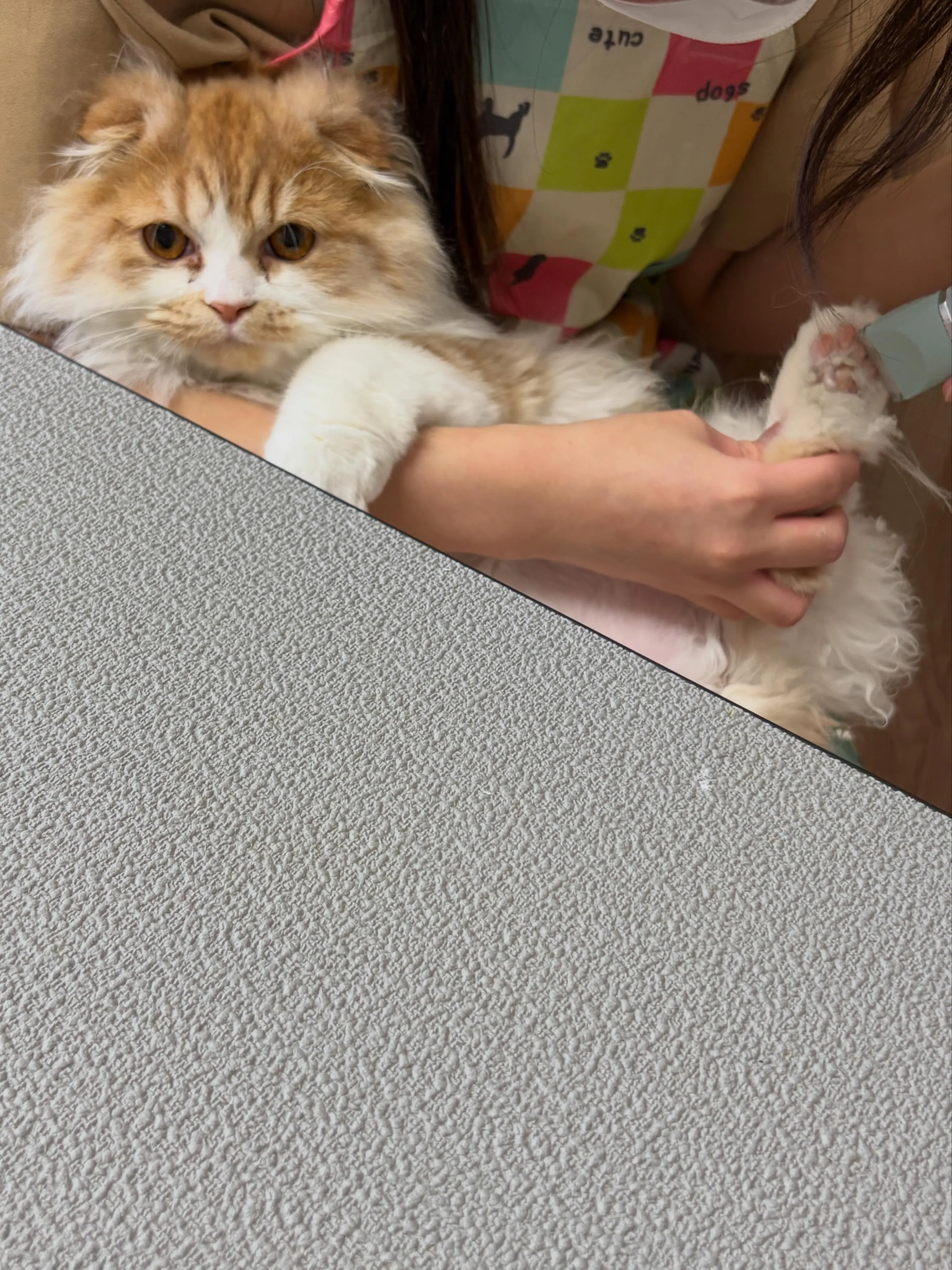 🍃5/27のトリミング🍃スコティッシュ・フォールド🐱｜名東区...