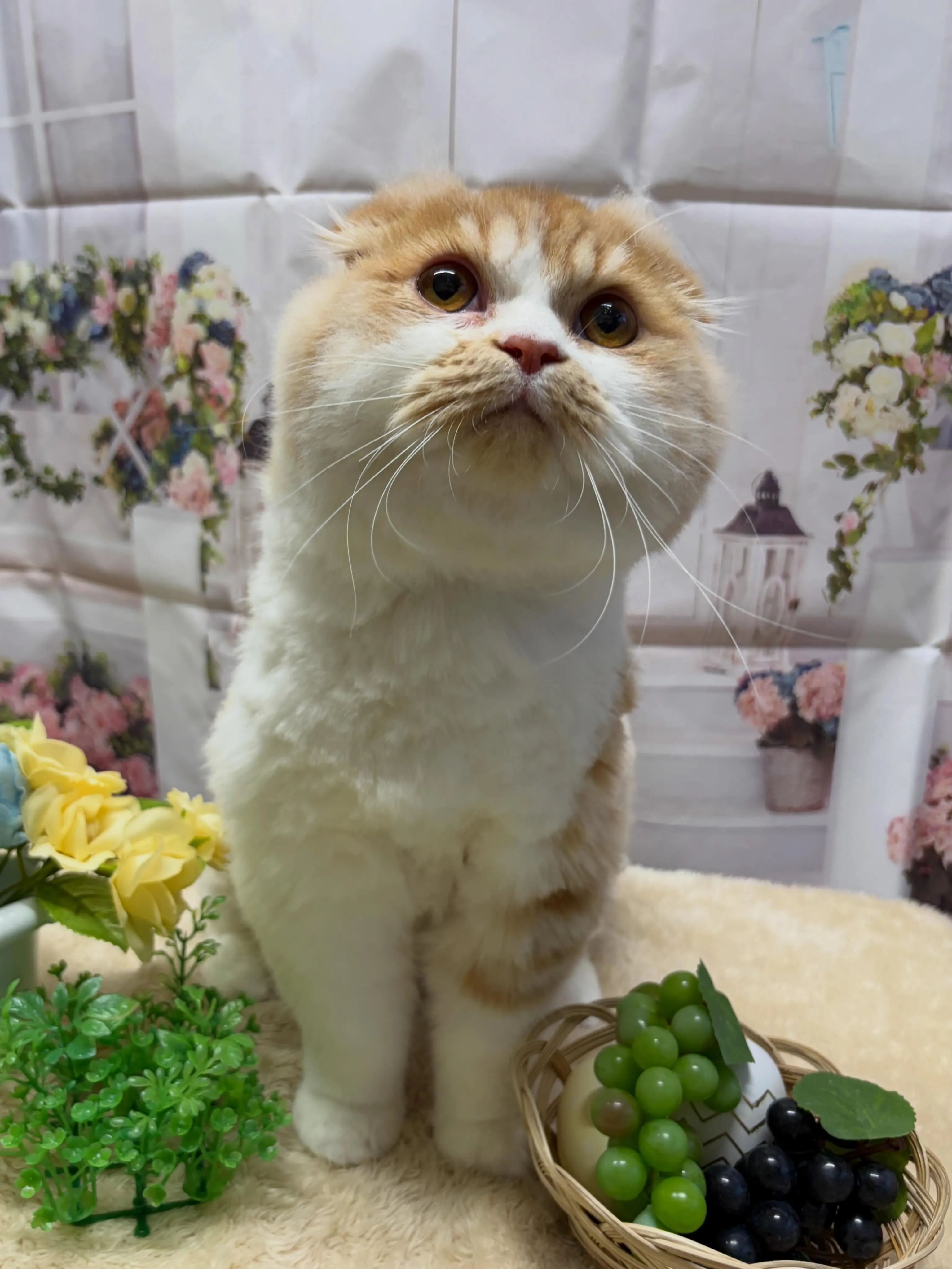 🍃5/27のトリミング🍃スコティッシュ・フォールド🐱｜名東区...