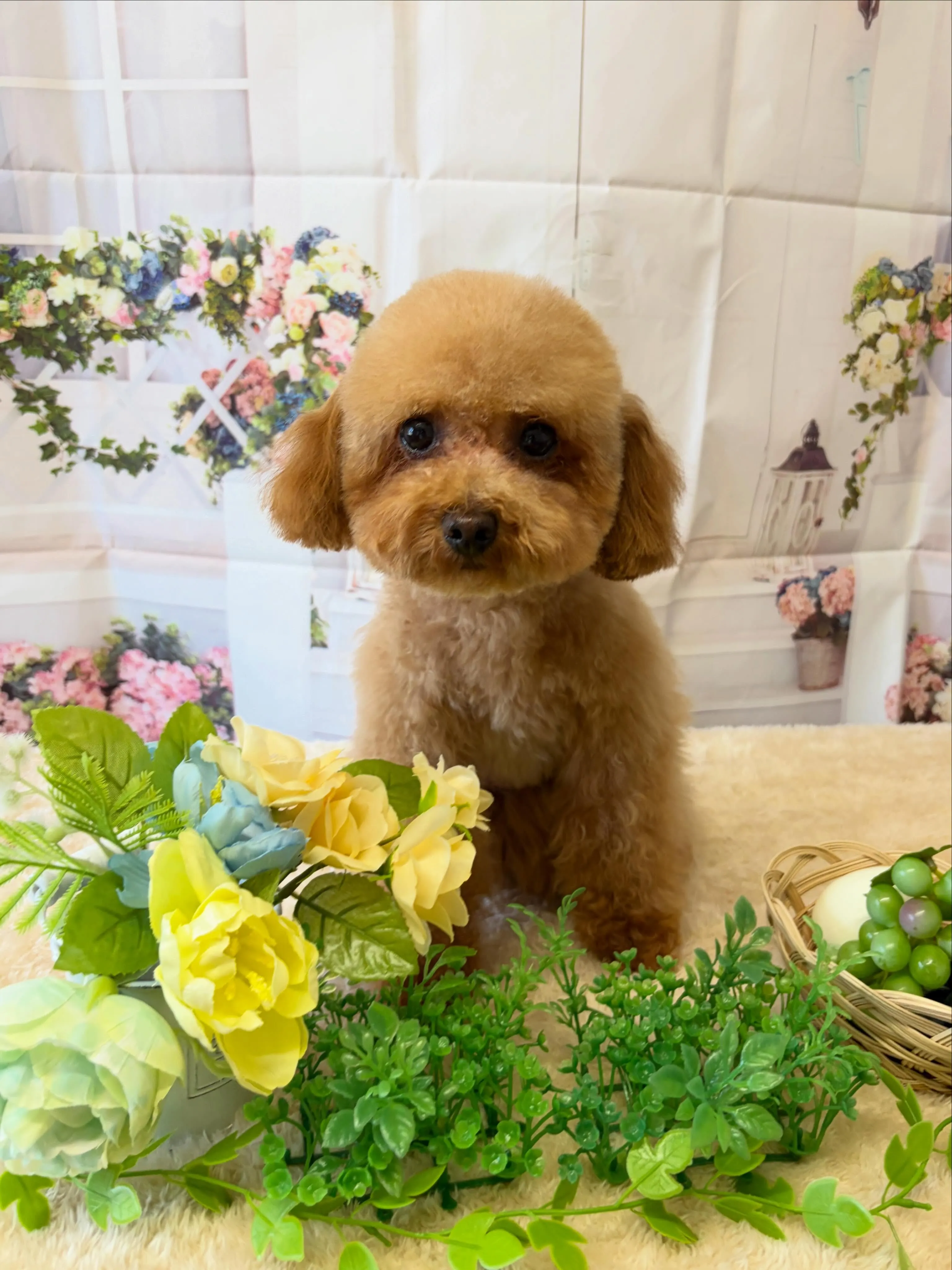 🍃5/29のトリミング🍃プードル🐶｜名東区・千種区・守山区の...