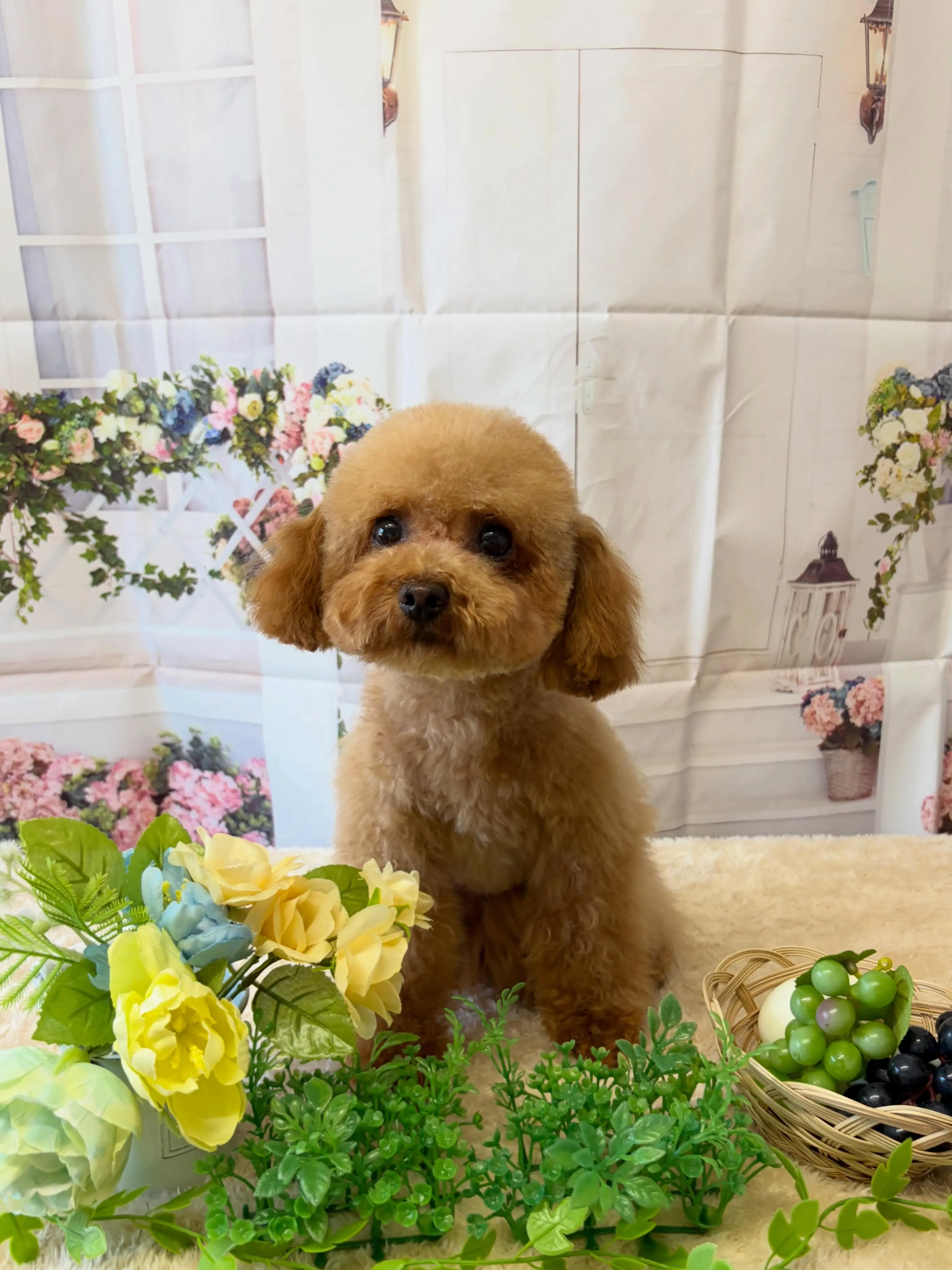 🍃5/29のトリミング🍃プードル🐶｜名東区・千種区・守山区の...