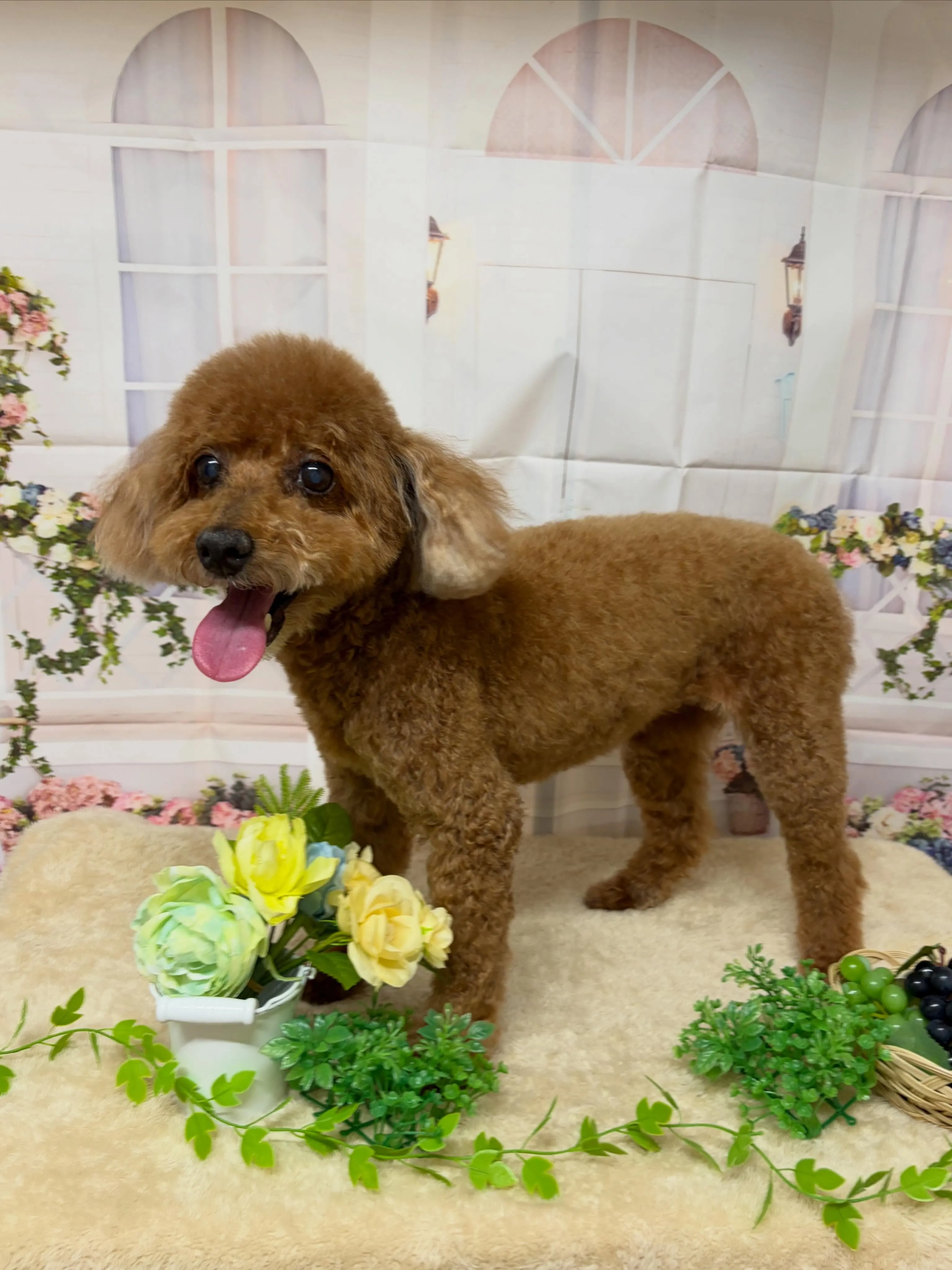 🍃5/29のトリミング🍃プードル🐶｜名東区・千種区・守山区の...