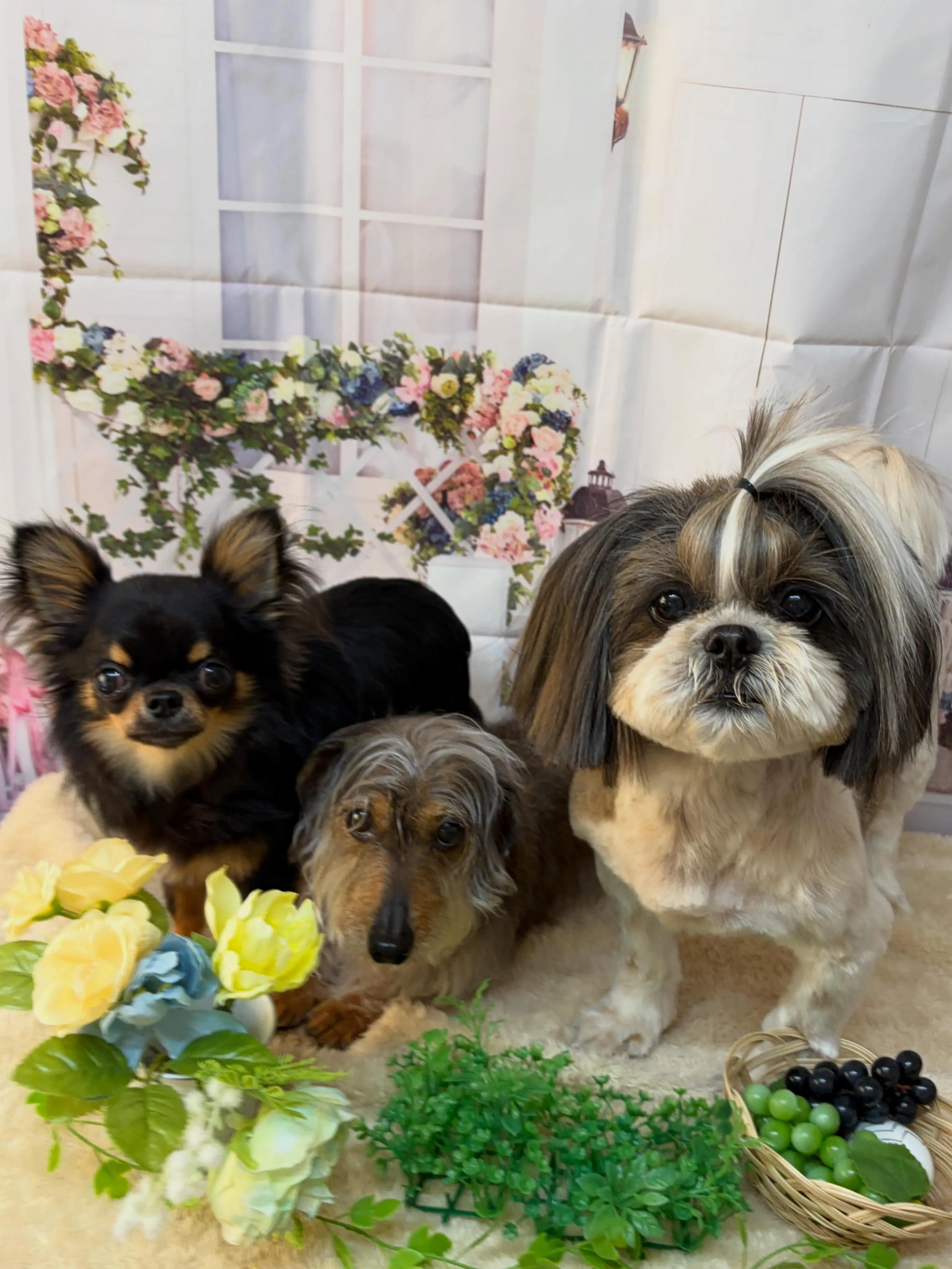 🍃5/29のトリミング🍃シーズー🐶ダックス🐶チワワ🐶｜名東区...