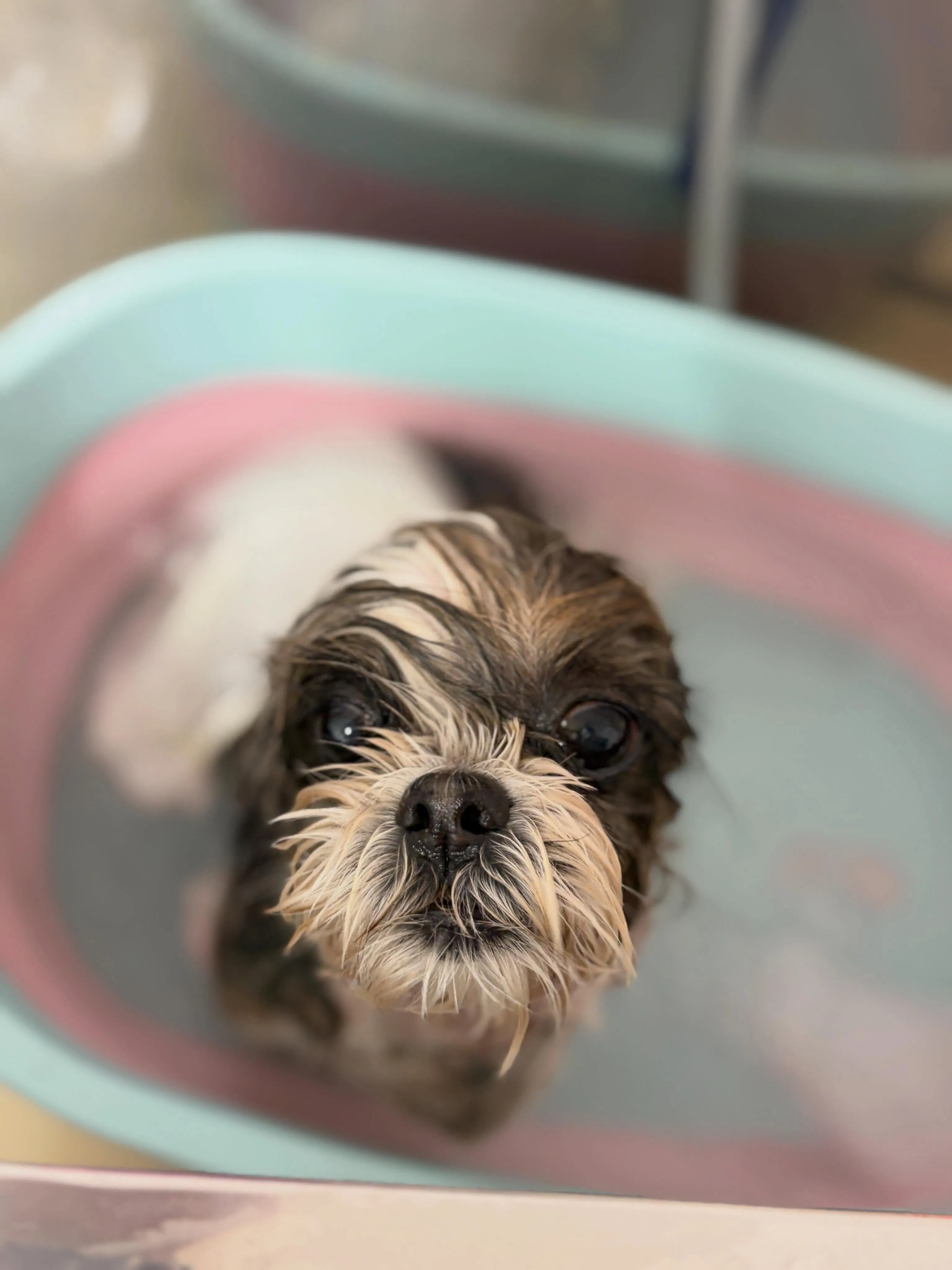 🍃5/29のトリミング🍃シーズー🐶ダックス🐶チワワ🐶｜名東区...