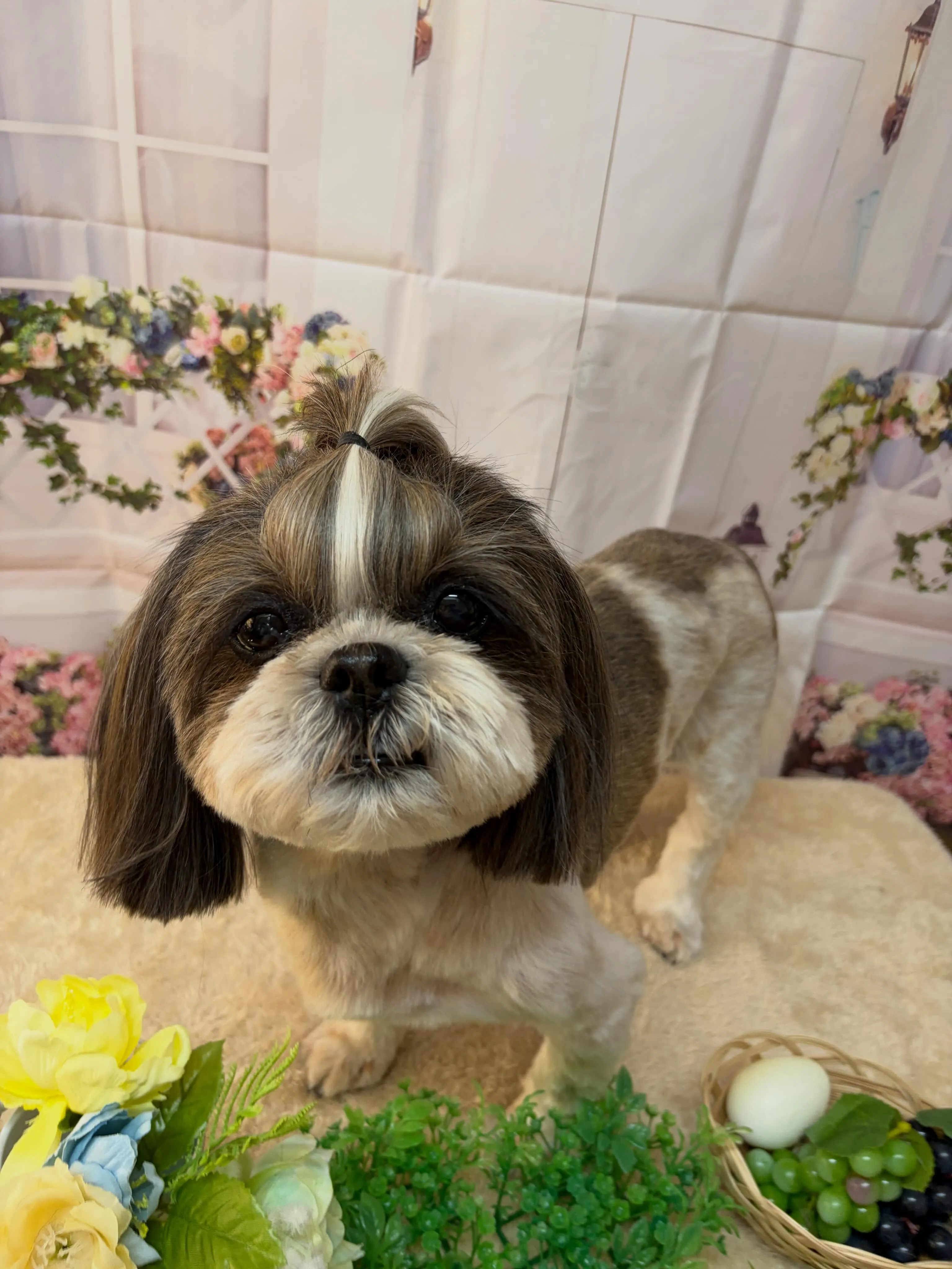 🍃5/29のトリミング🍃シーズー🐶ダックス🐶チワワ🐶｜名東区...