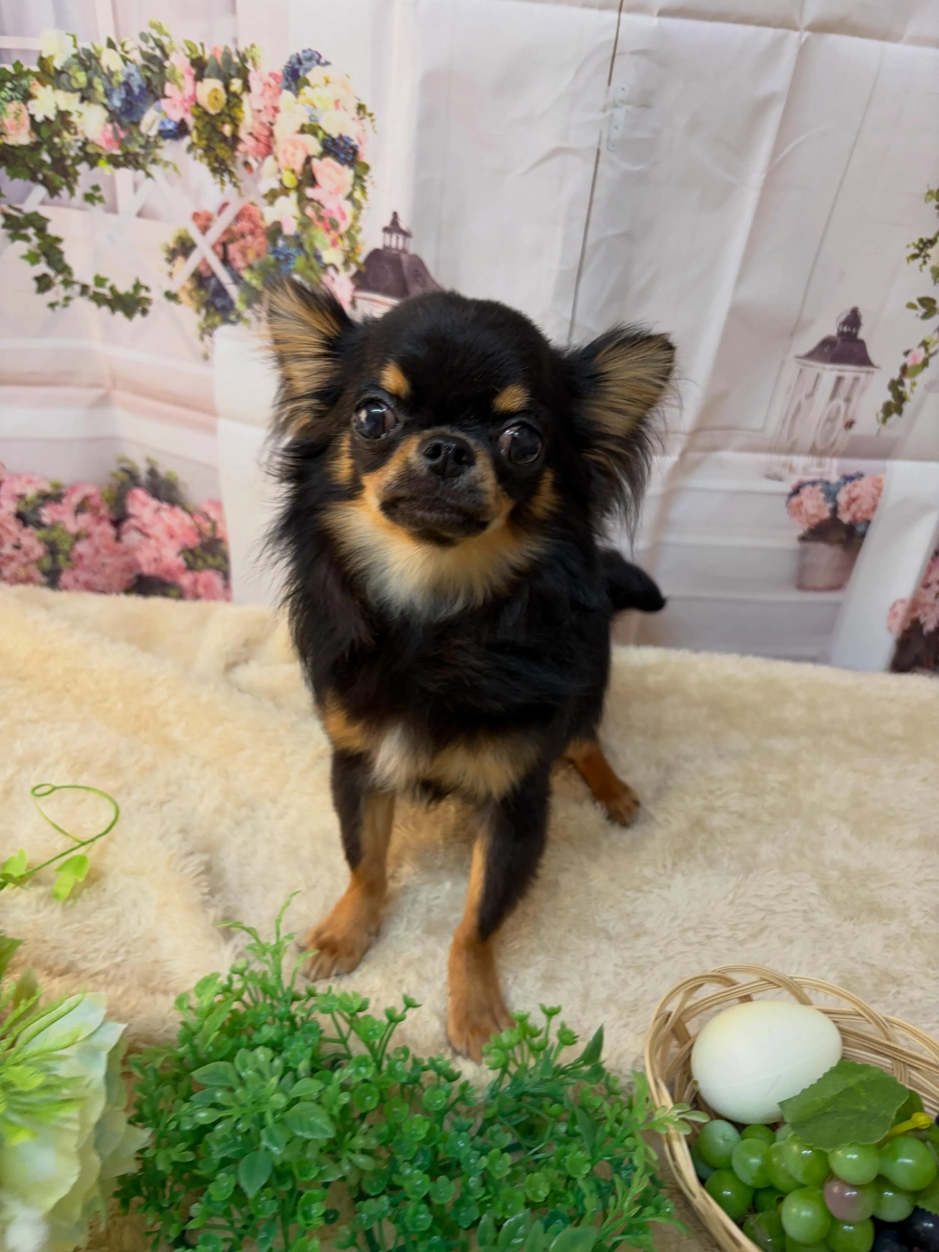 🍃5/29のトリミング🍃シーズー🐶ダックス🐶チワワ🐶｜名東区...