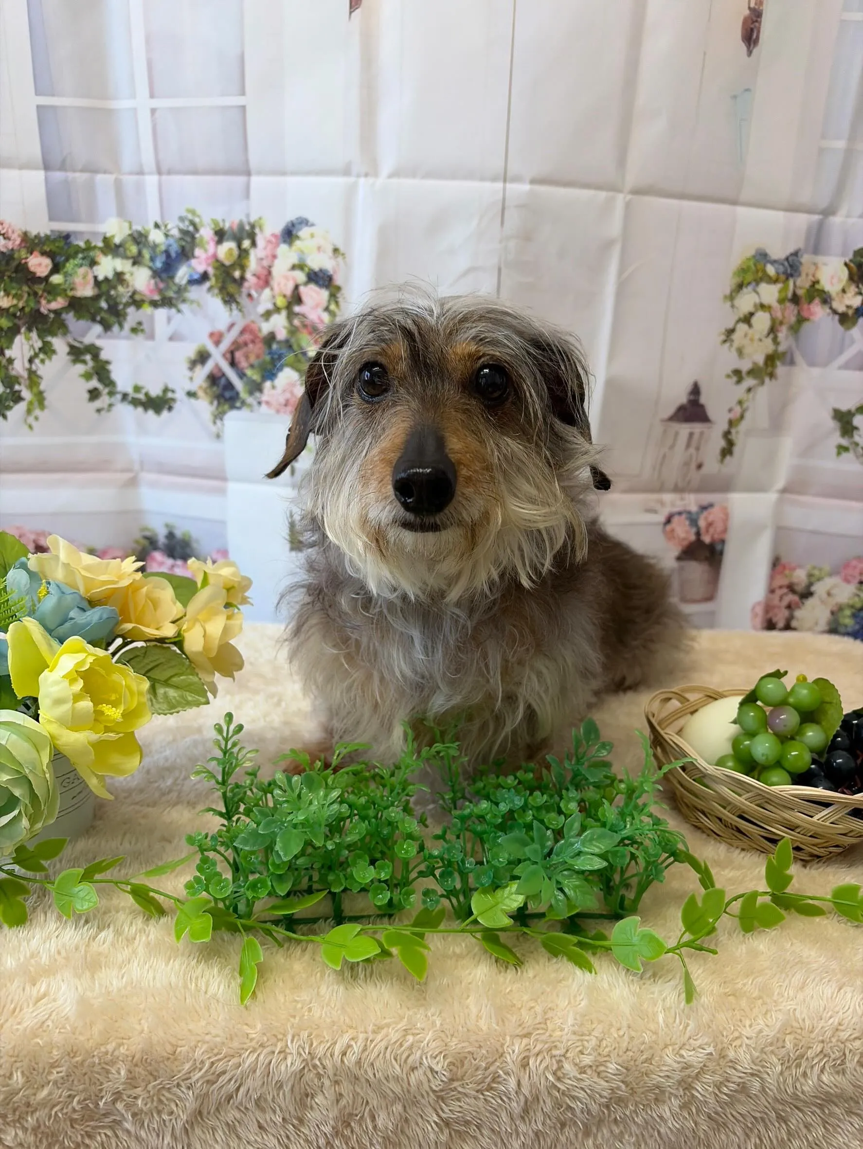 🍃5/29のトリミング🍃シーズー🐶ダックス🐶チワワ🐶｜名東区...