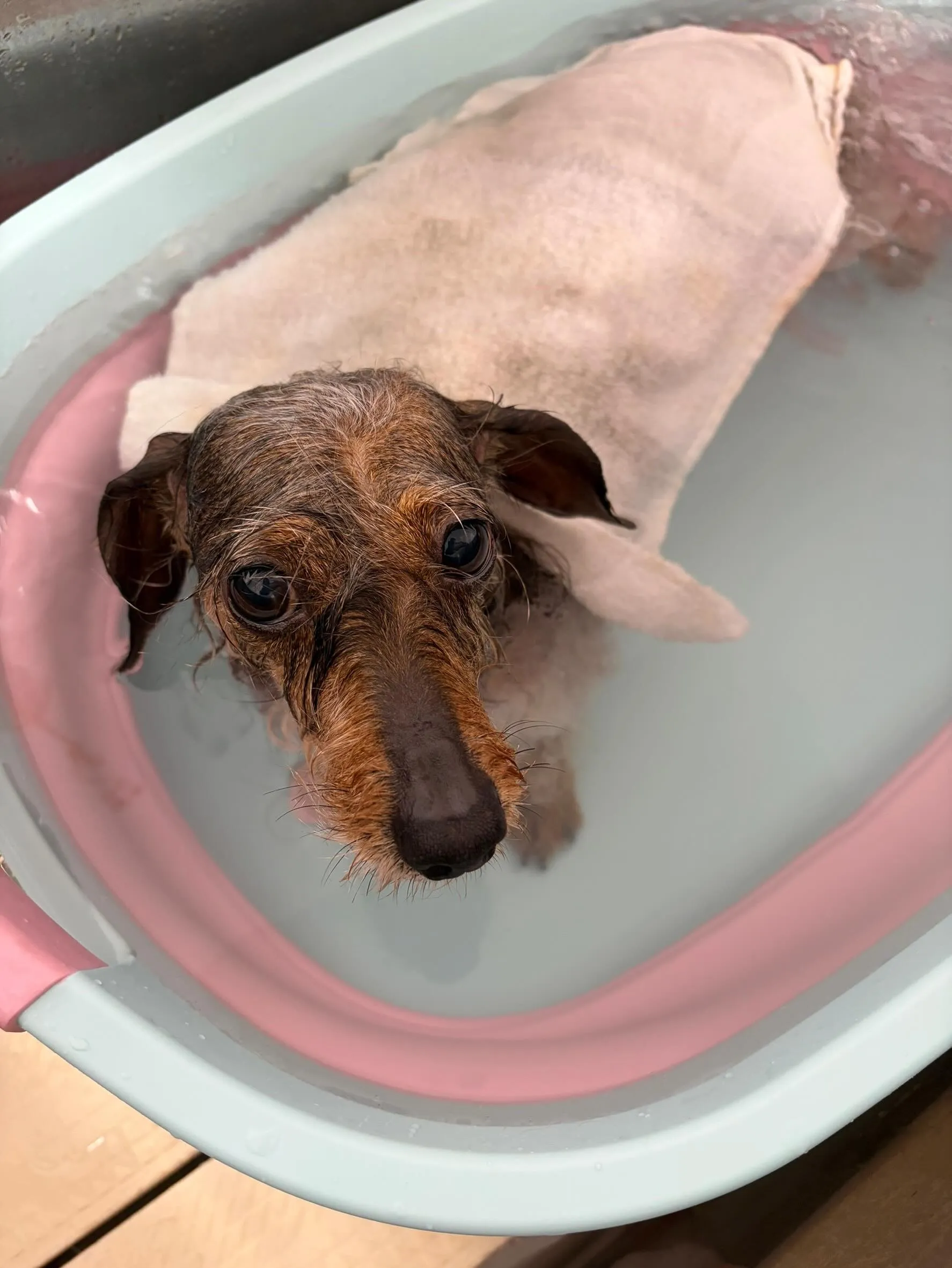 🍃5/29のトリミング🍃シーズー🐶ダックス🐶チワワ🐶｜名東区...