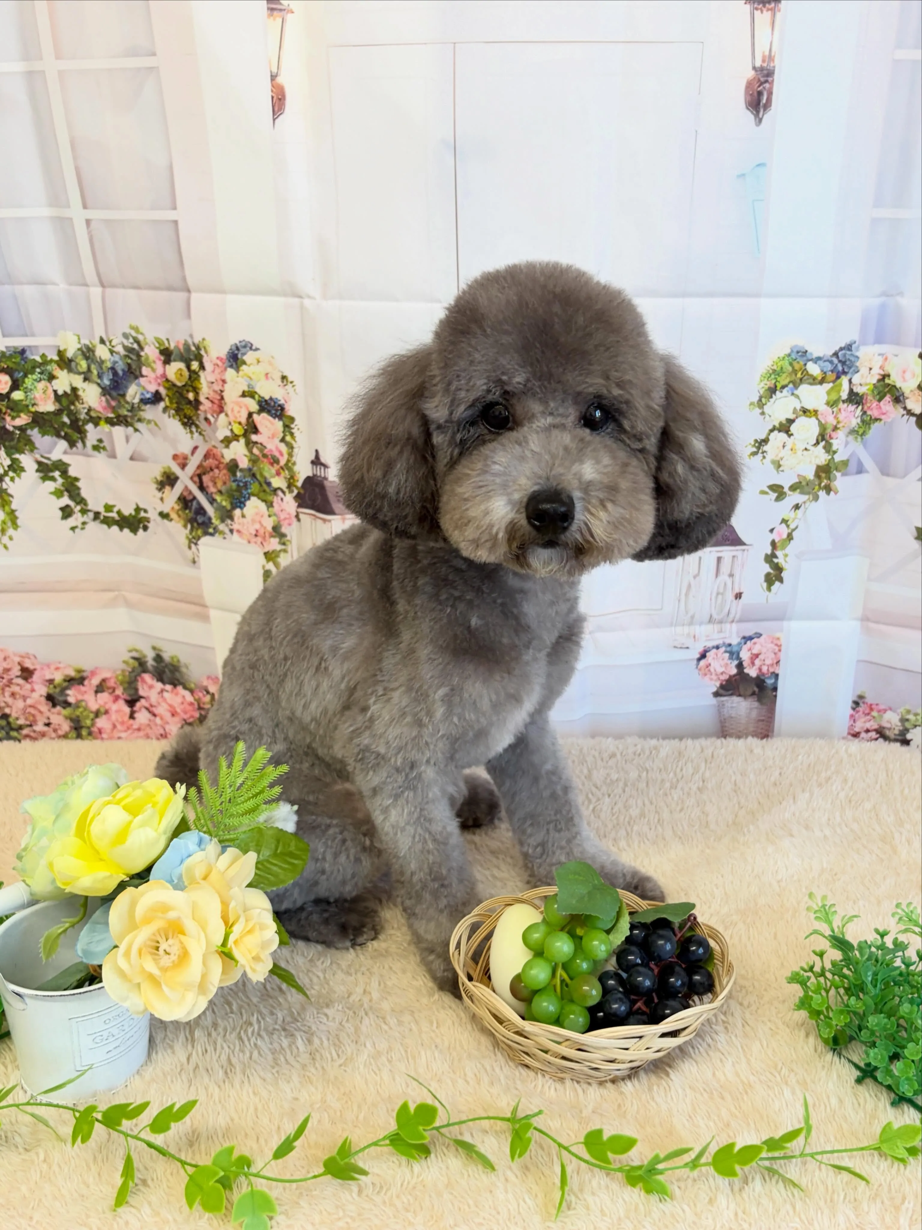 🍃5/30のトリミング🍃プードル🐶｜名東区・千種区・守山区の...