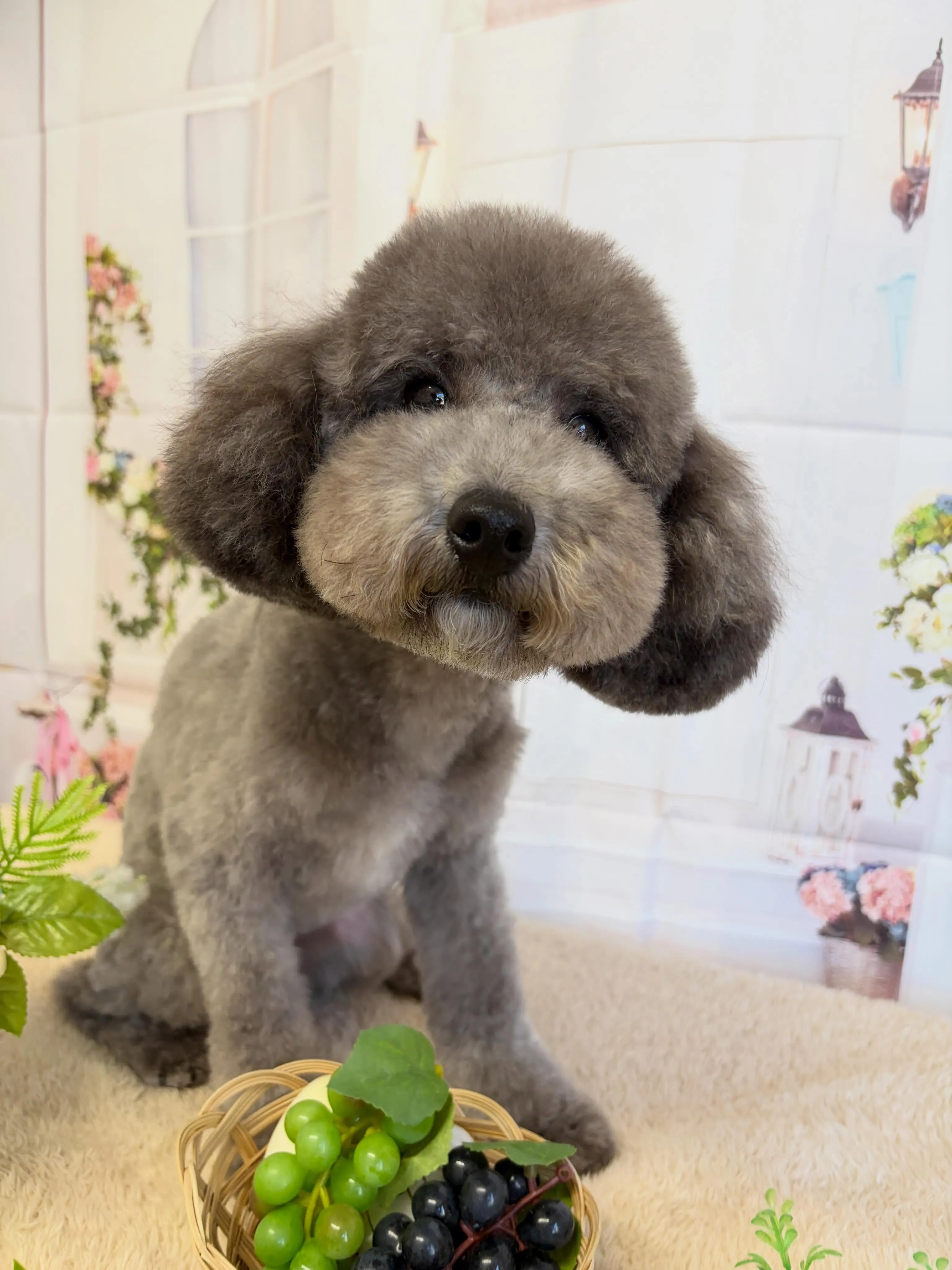 🍃5/30のトリミング🍃プードル🐶｜名東区・千種区・守山区の...
