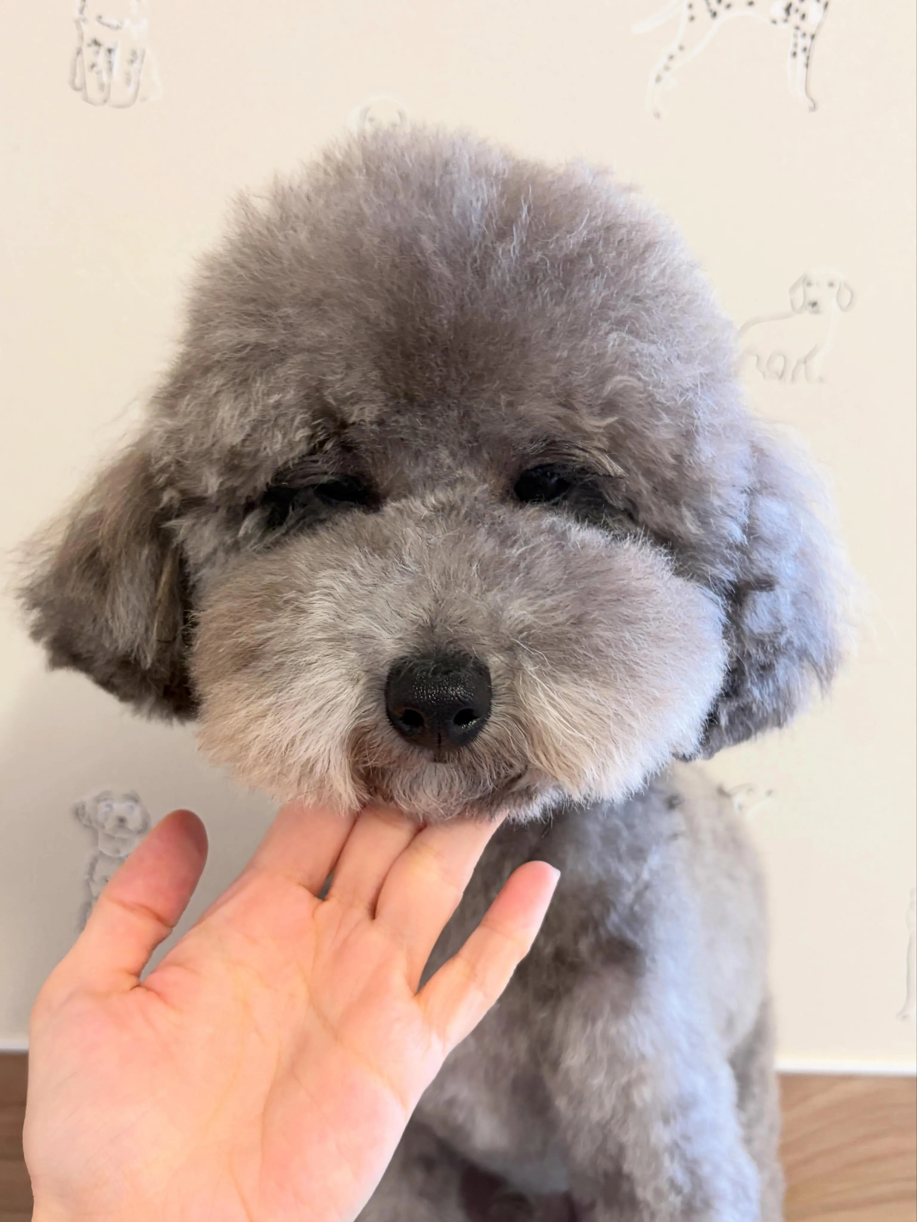 🍃5/30のトリミング🍃プードル🐶｜名東区・千種区・守山区の...