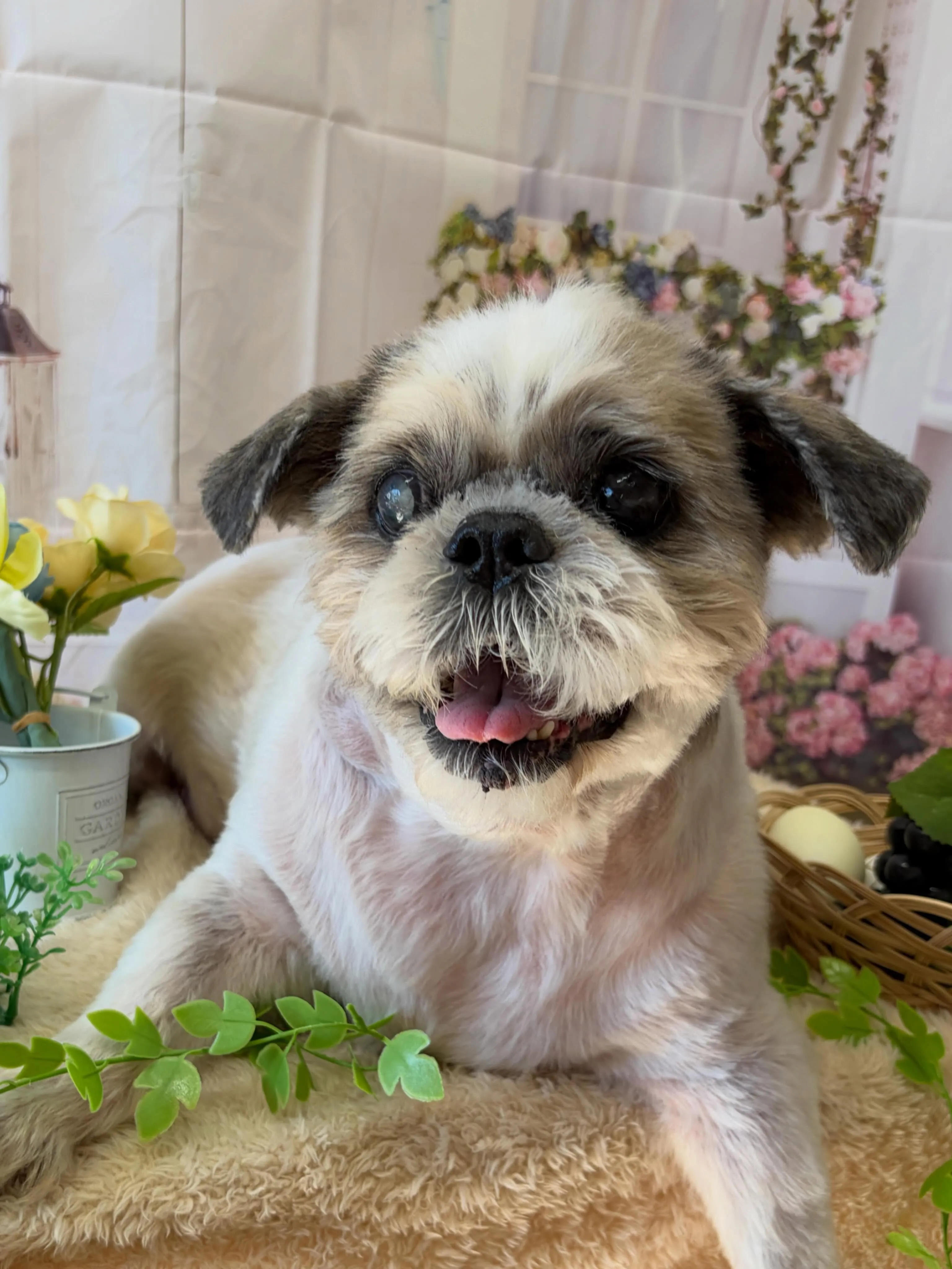 🍃5/30のトリミング🍃シーズー🐶｜名東区・千種区・守山区の...