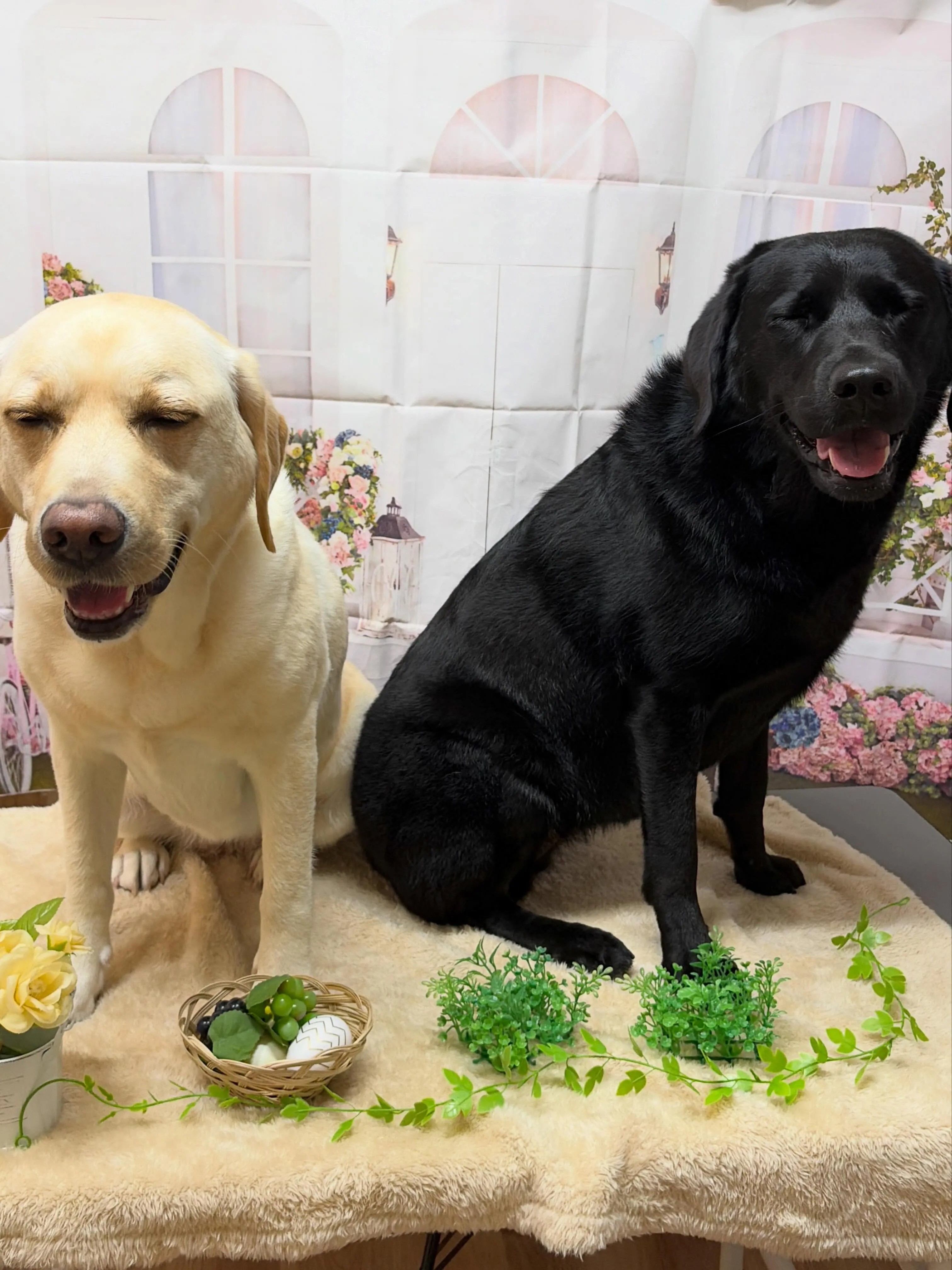 🍃5/30のトリミング🍃ラブラドールレトリバー🐶｜名東区・千...
