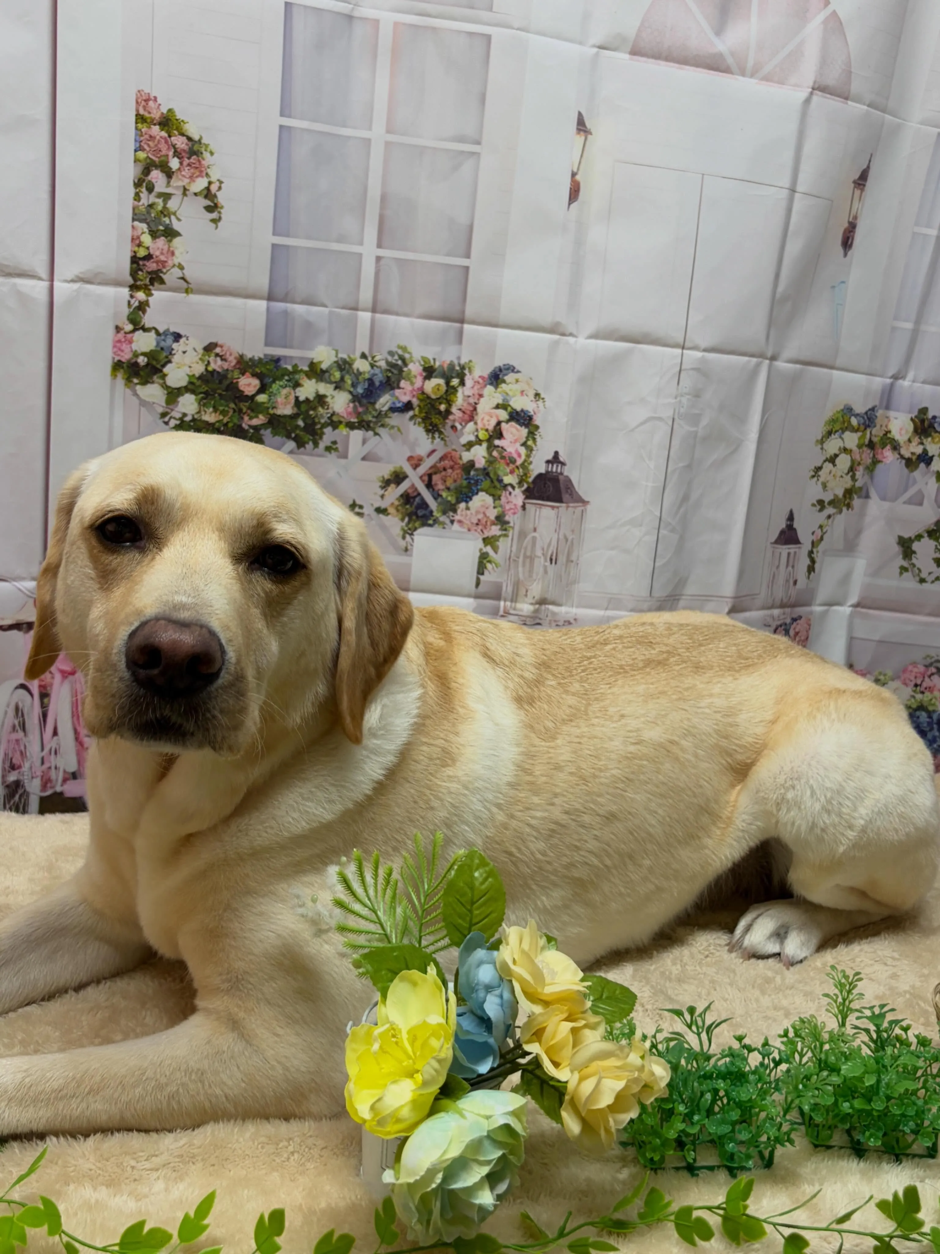 🍃5/30のトリミング🍃ラブラドールレトリバー🐶｜名東区・千...