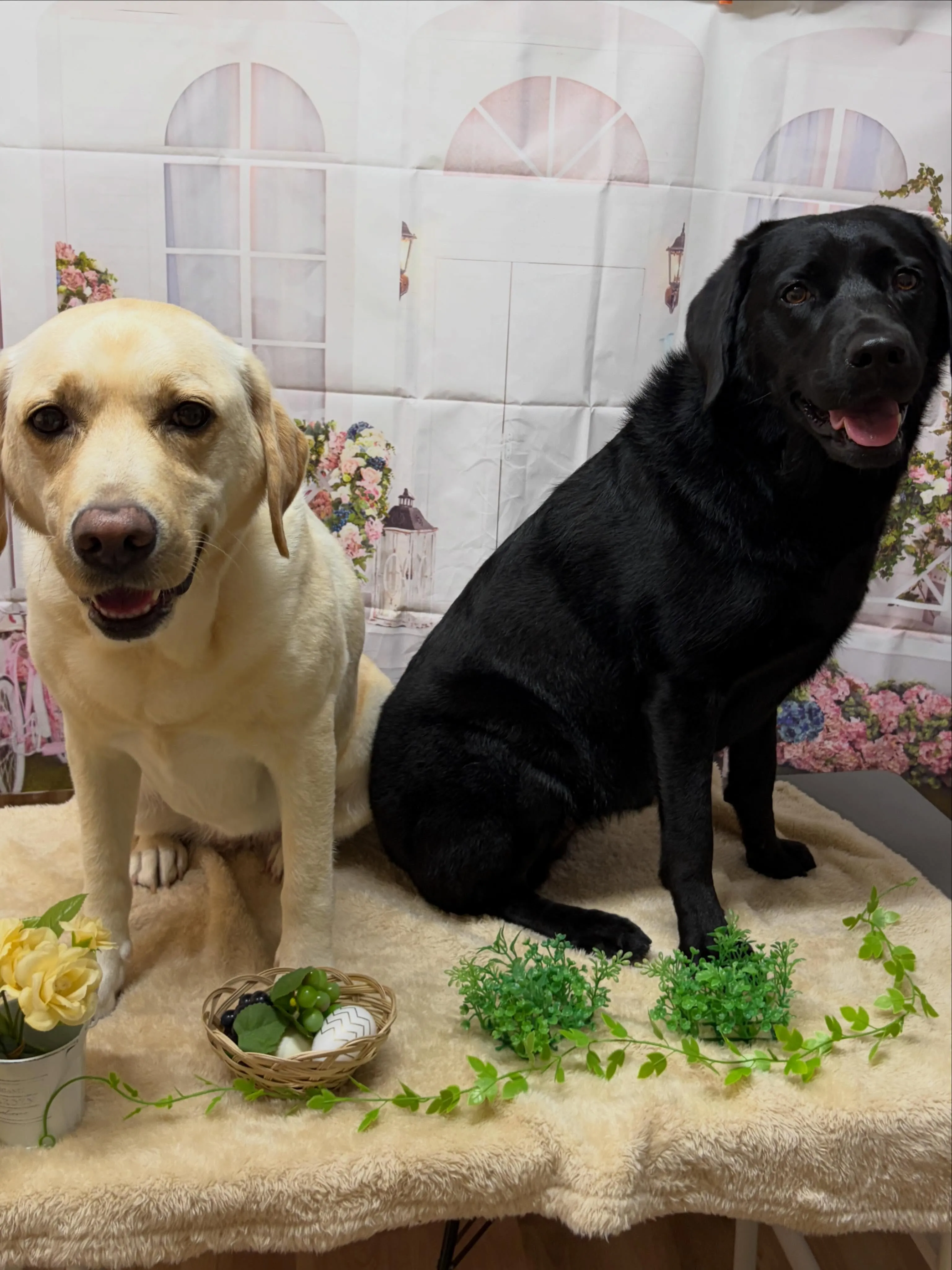 🍃5/30のトリミング🍃ラブラドールレトリバー🐶｜名東区・千...