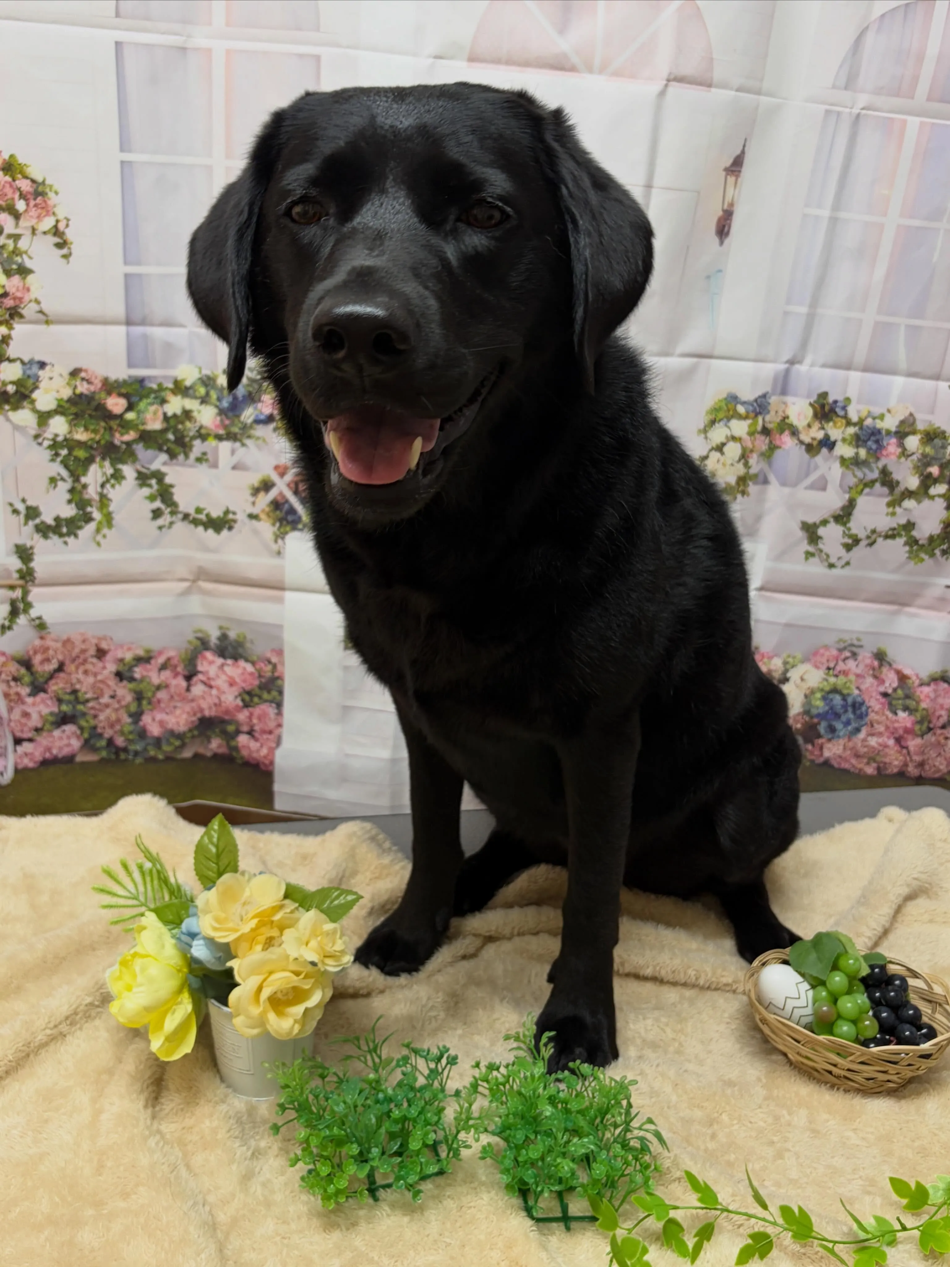 🍃5/30のトリミング🍃ラブラドールレトリバー🐶｜名東区・千...