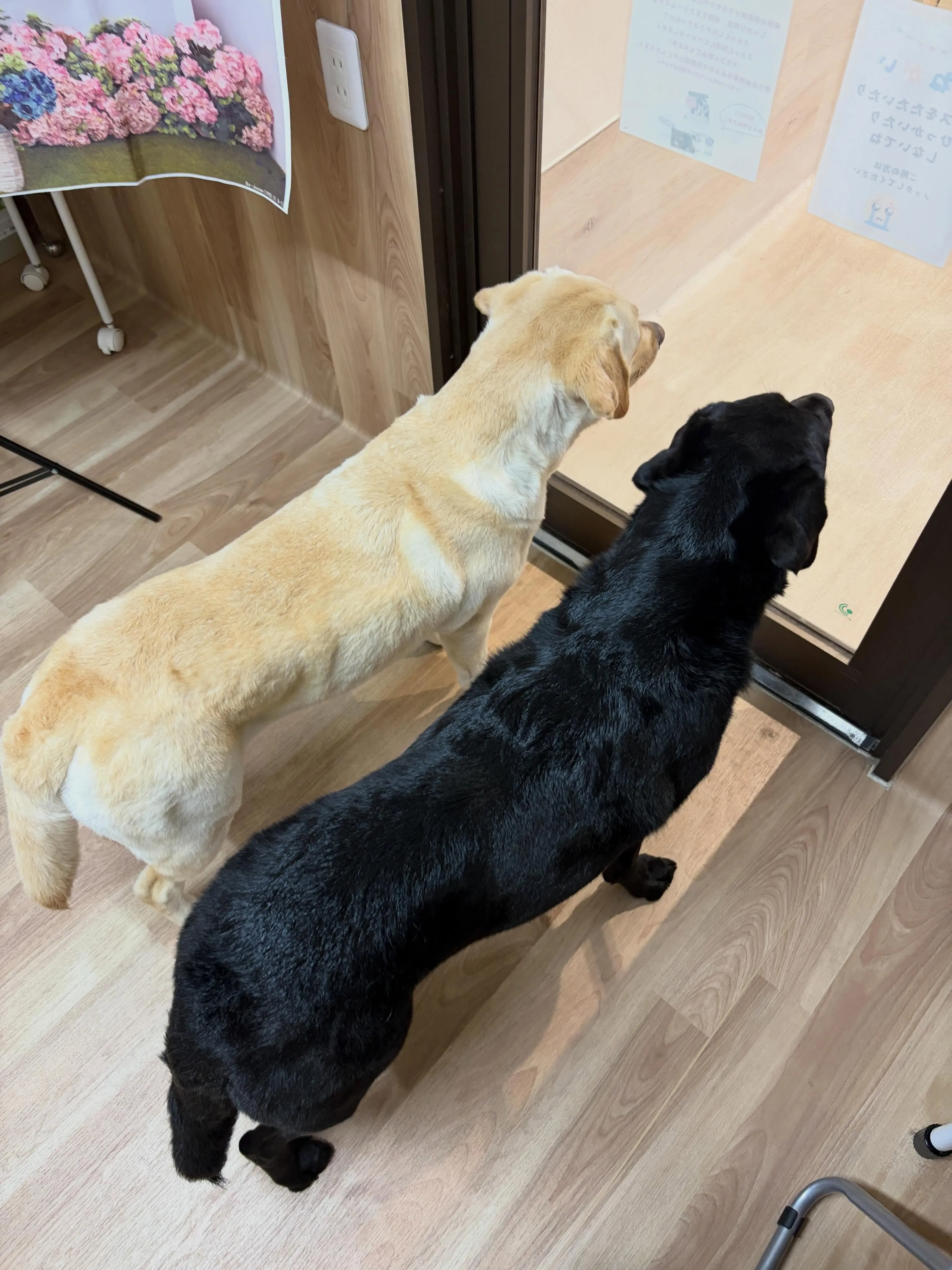 🍃5/30のトリミング🍃ラブラドールレトリバー🐶｜名東区・千...