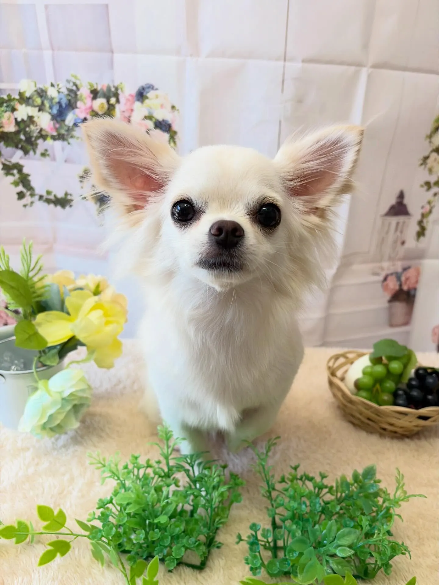 🍃5/30のトリミング🍃チワワ🐶｜名東区・千種区・守山区の動...
