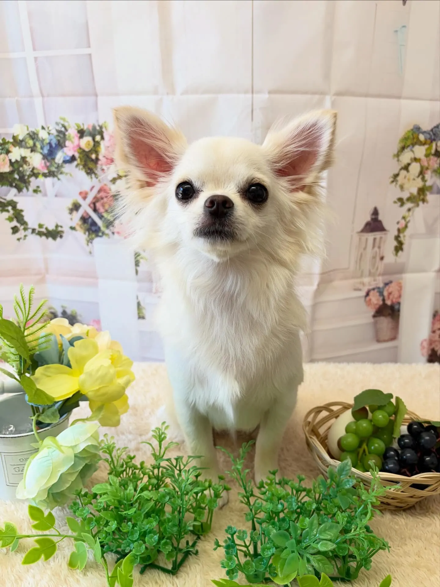 🍃5/30のトリミング🍃チワワ🐶｜名東区・千種区・守山区の動...