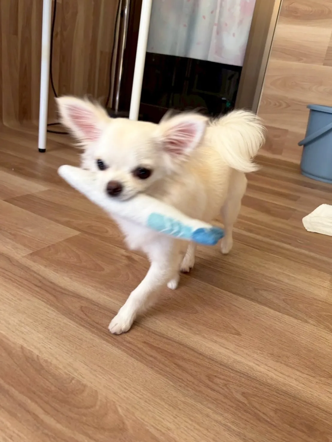 🍃5/30のトリミング🍃チワワ🐶｜名東区・千種区・守山区の動...