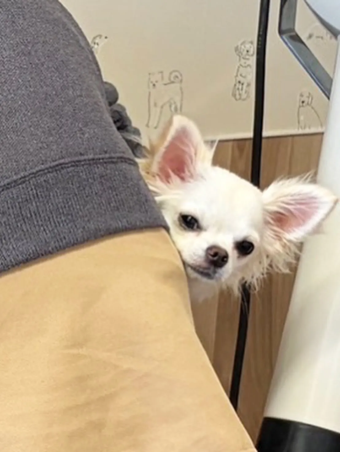 🍃5/30のトリミング🍃チワワ🐶｜名東区・千種区・守山区の動...
