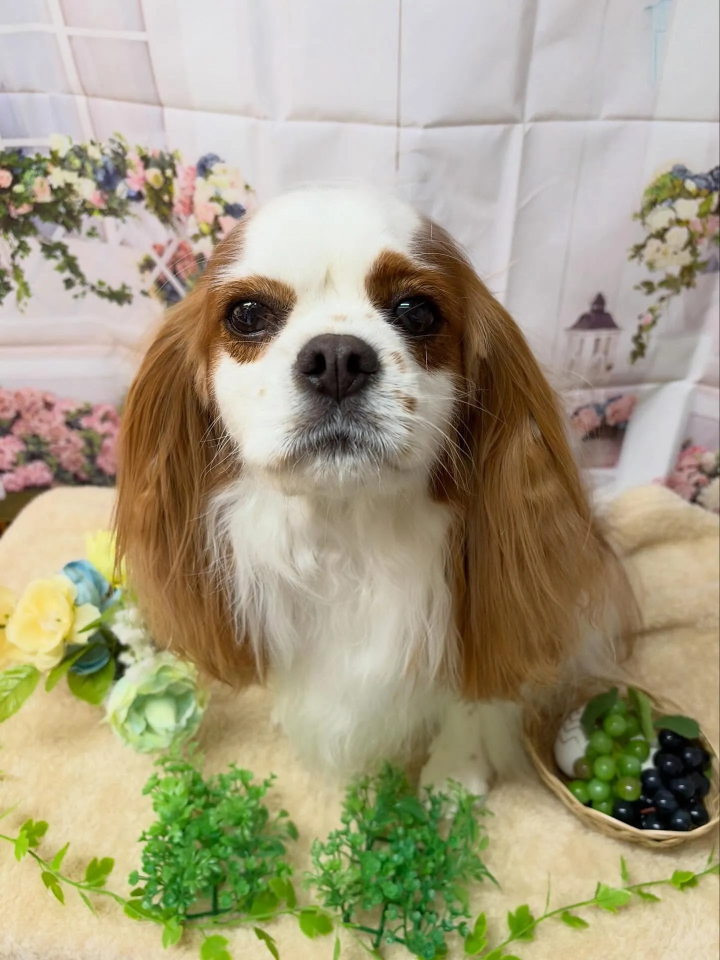 🍃5/31のトリミング🍃キャバリア🐶｜名東区・千種区・守山区...