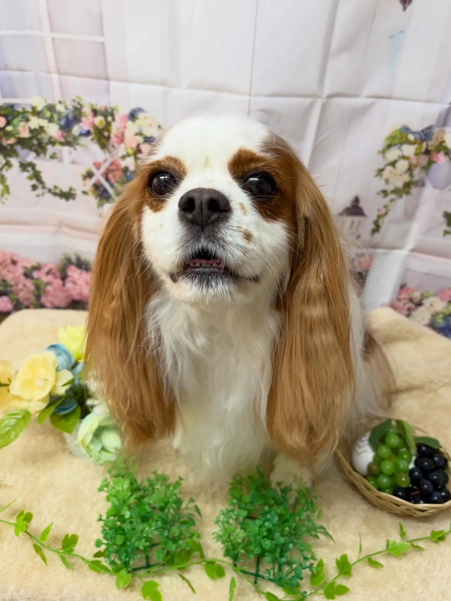 🍃5/31のトリミング🍃キャバリア🐶｜名東区・千種区・守山区...
