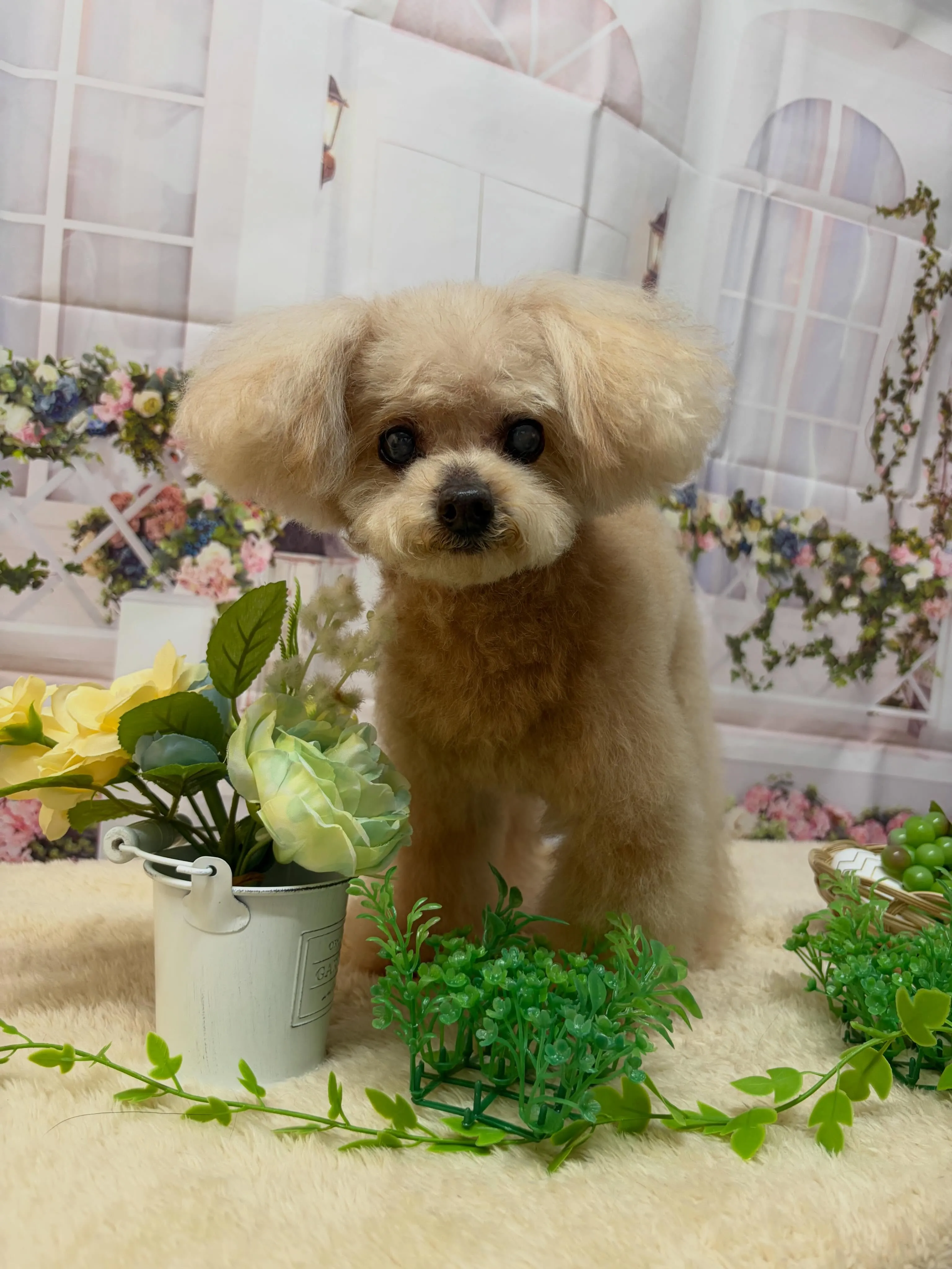 🍃5/31のトリミング🍃プードル🐶｜名東区・千種区・守山区の...