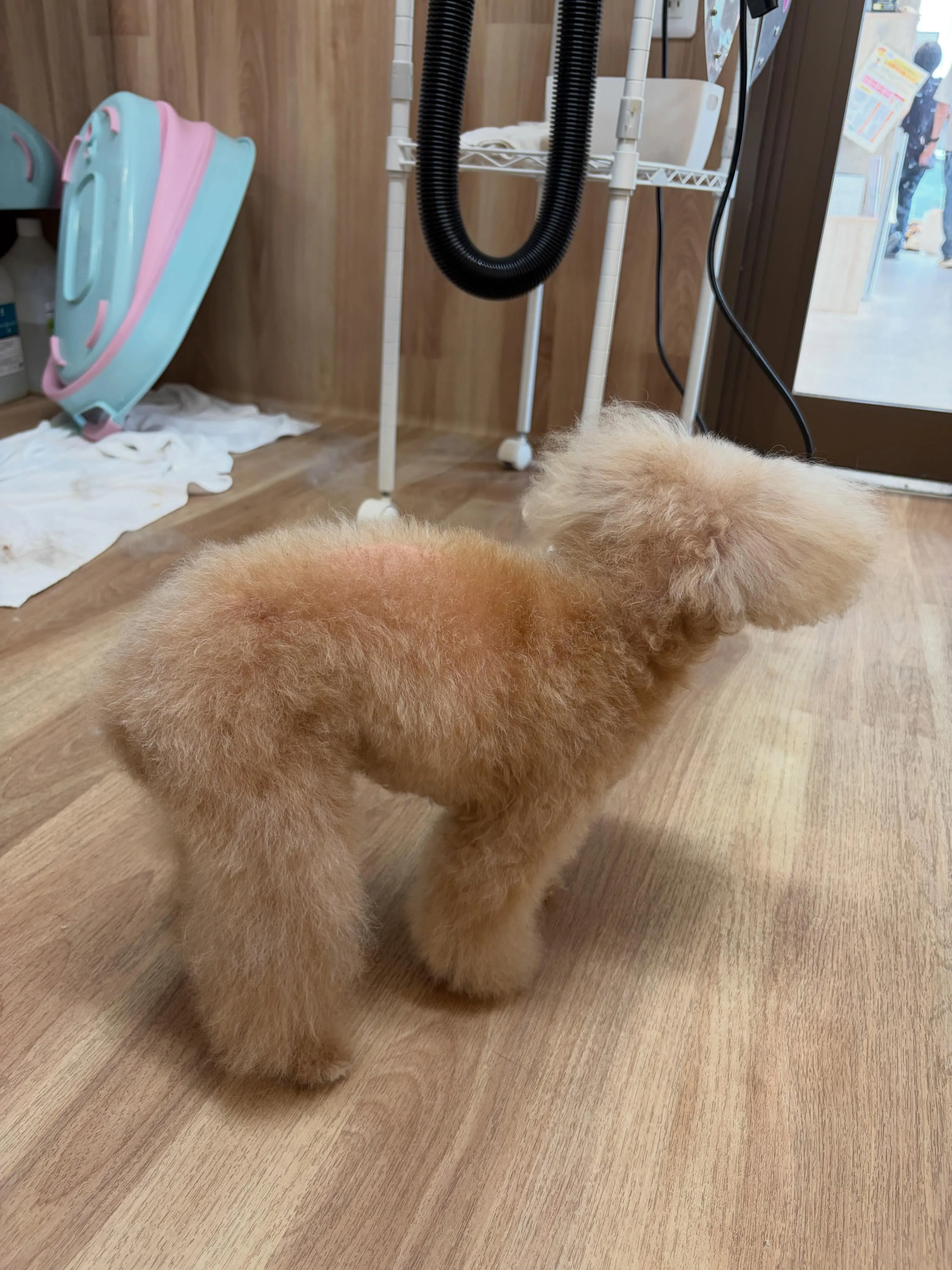 🍃5/31のトリミング🍃プードル🐶｜名東区・千種区・守山区の...