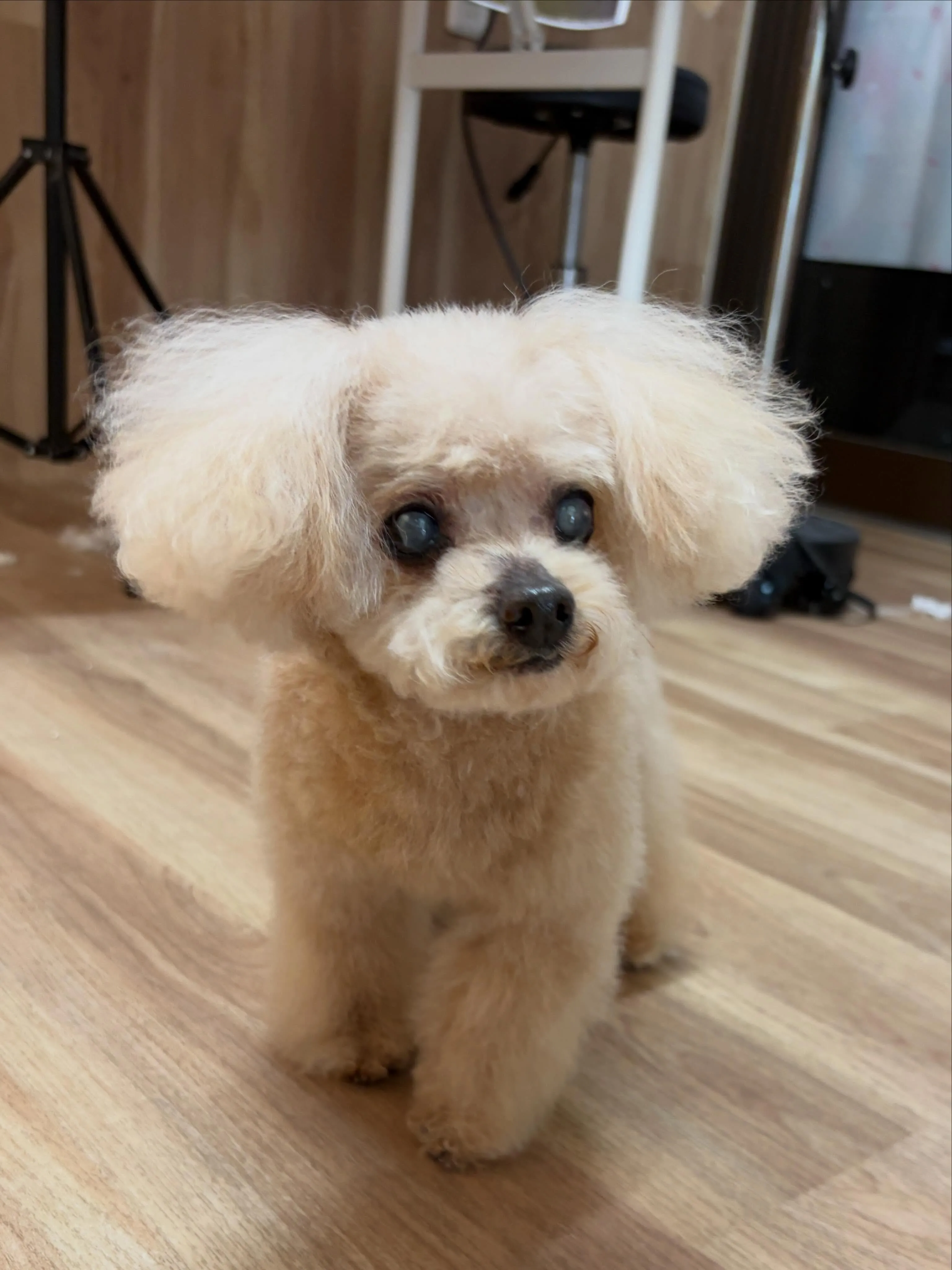 🍃5/31のトリミング🍃プードル🐶｜名東区・千種区・守山区の...