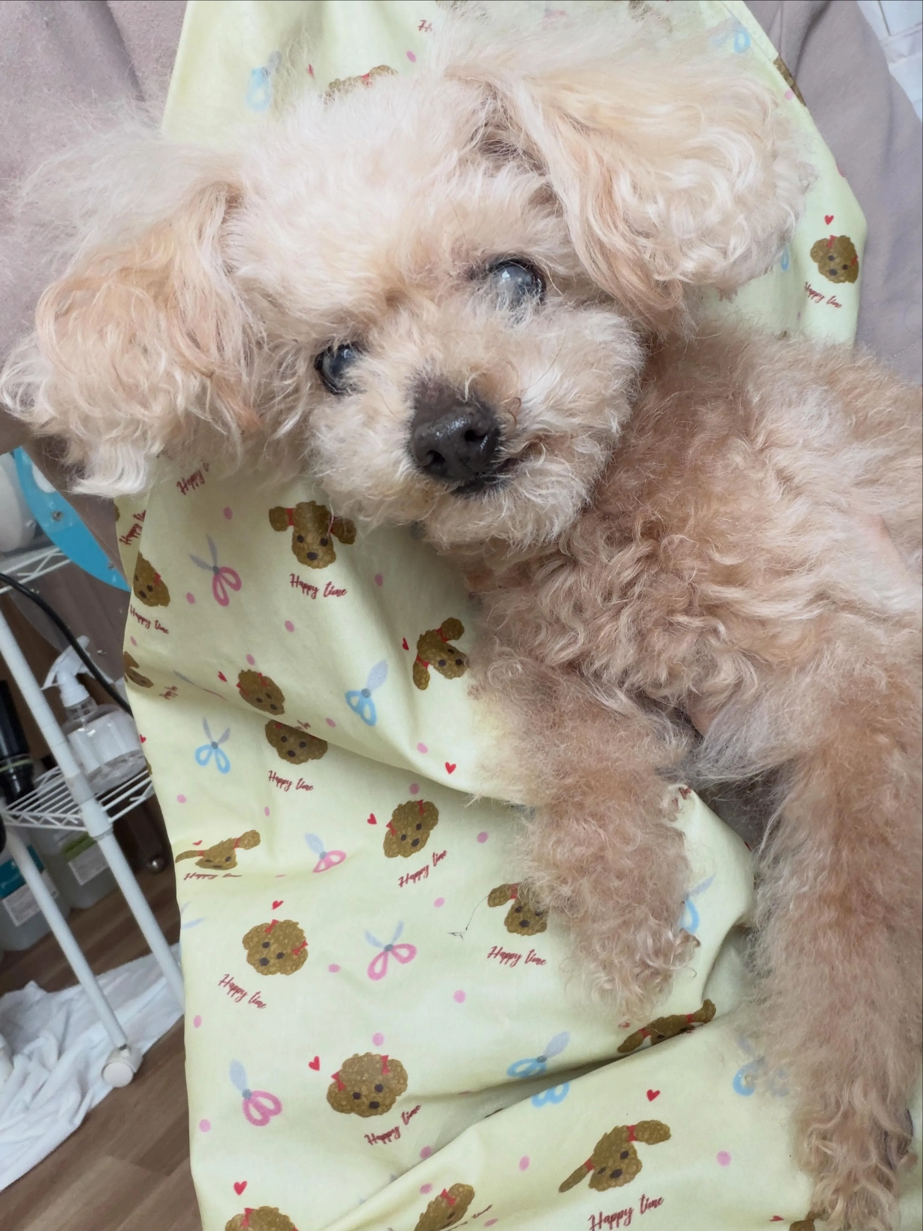 🍃5/31のトリミング🍃プードル🐶｜名東区・千種区・守山区の...