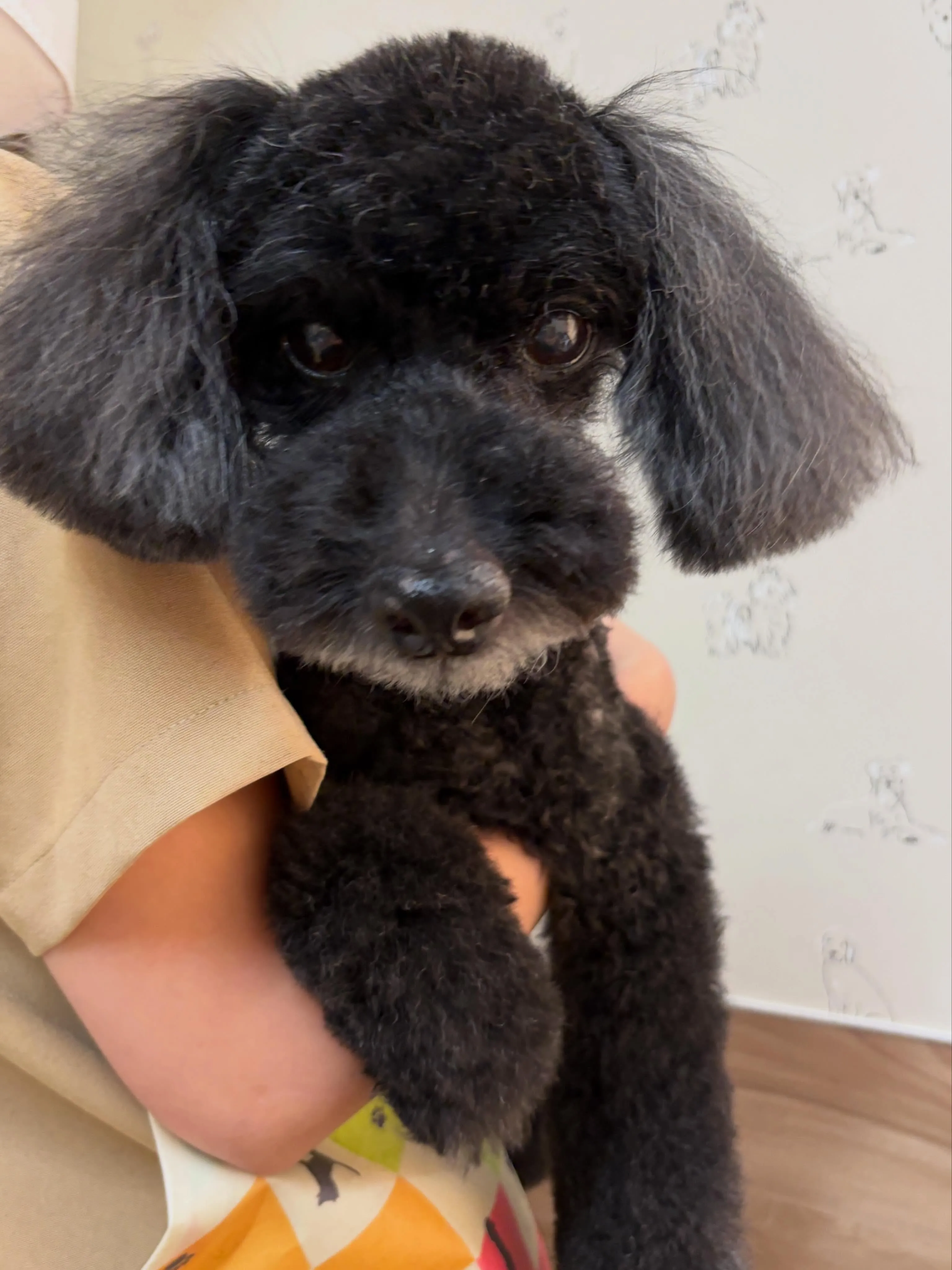 🍃5/31のトリミング🍃プードル🐶｜名東区・千種区・守山区の...