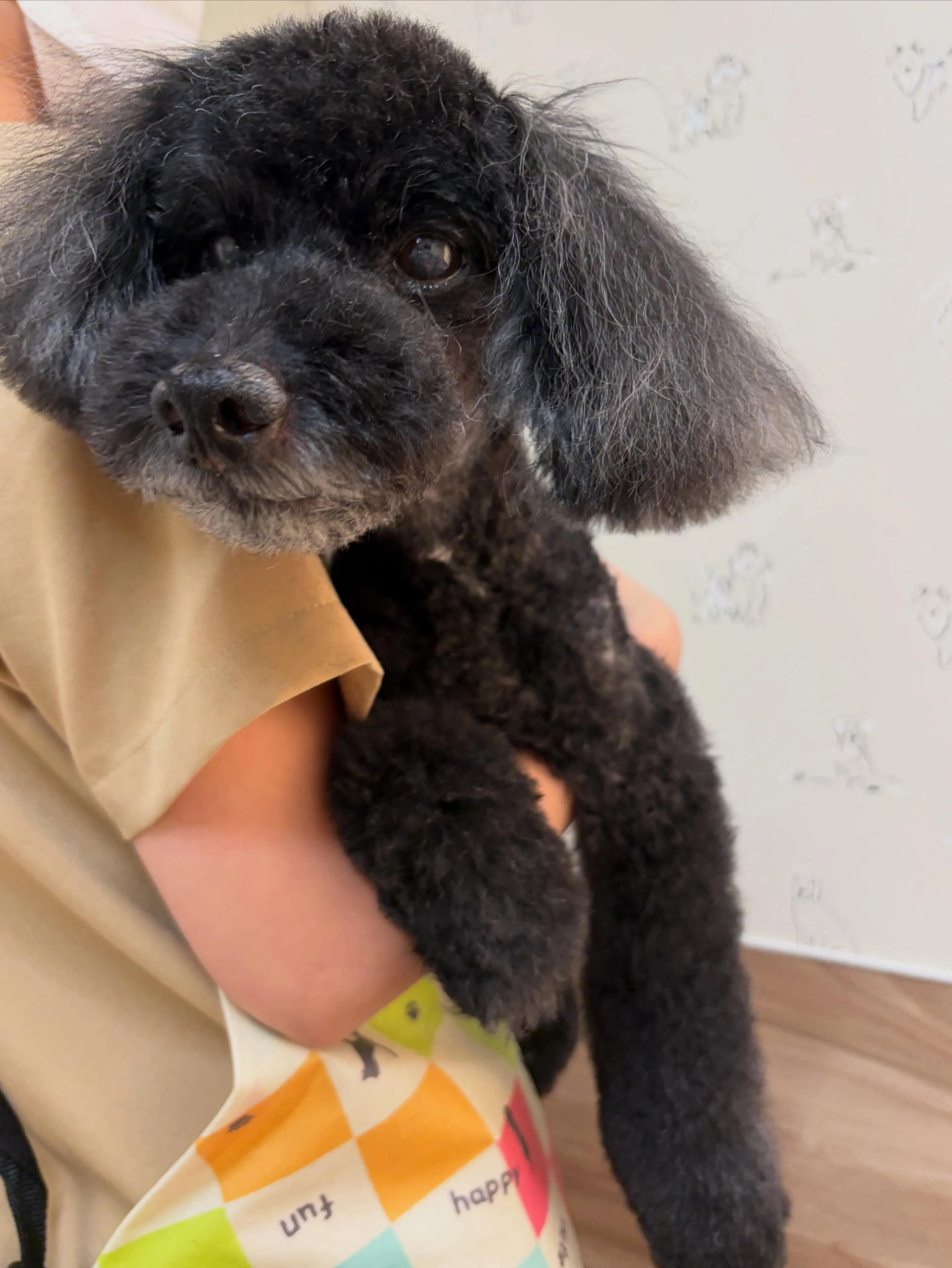 🍃5/31のトリミング🍃プードル🐶｜名東区・千種区・守山区の...