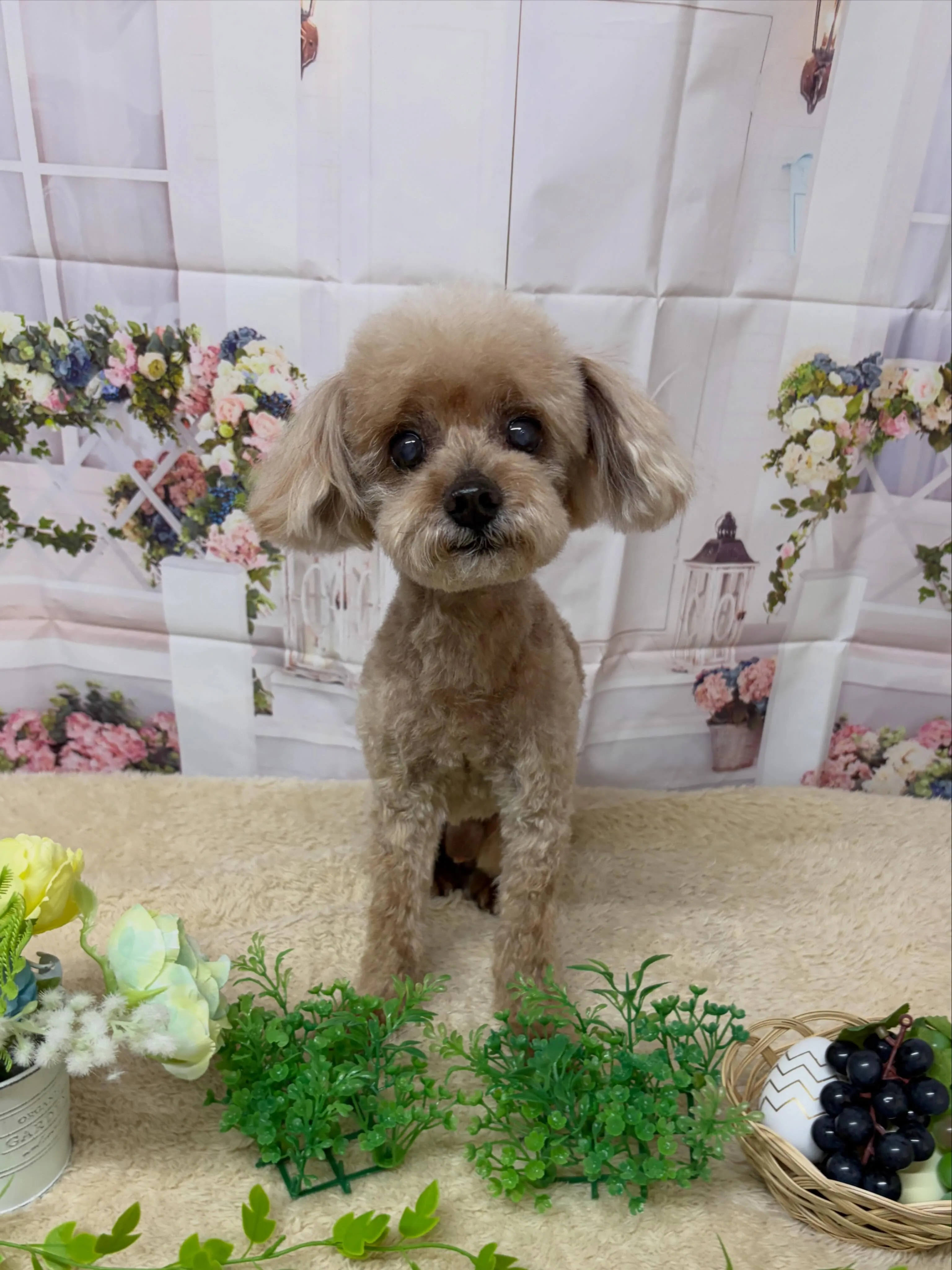 🍃5/31のトリミング🍃プードル🐶｜名東区・千種区・守山区の...