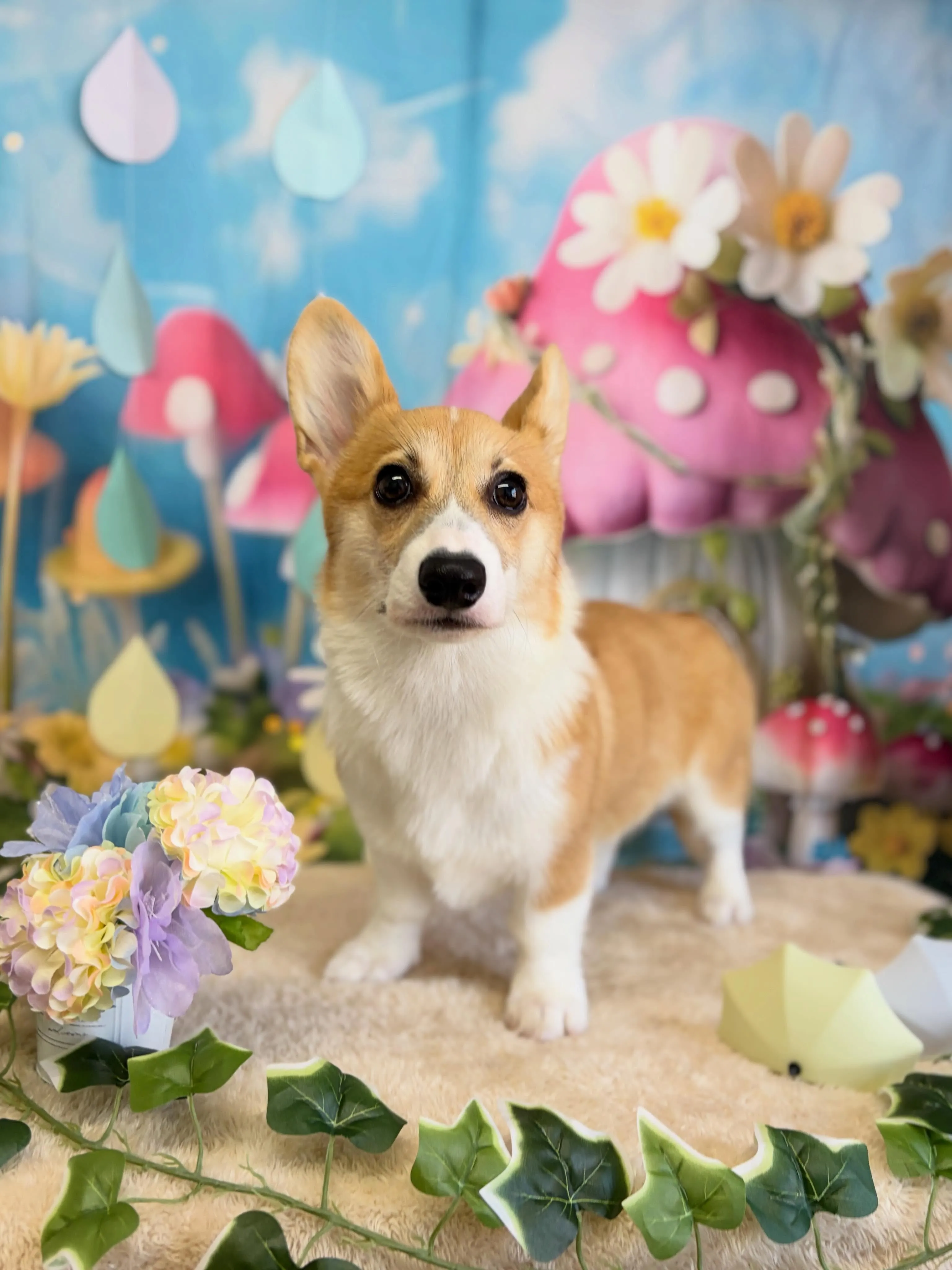 🍃6/1のトリミング🍃コーギー🐶｜名東区・千種区・守山区の動...