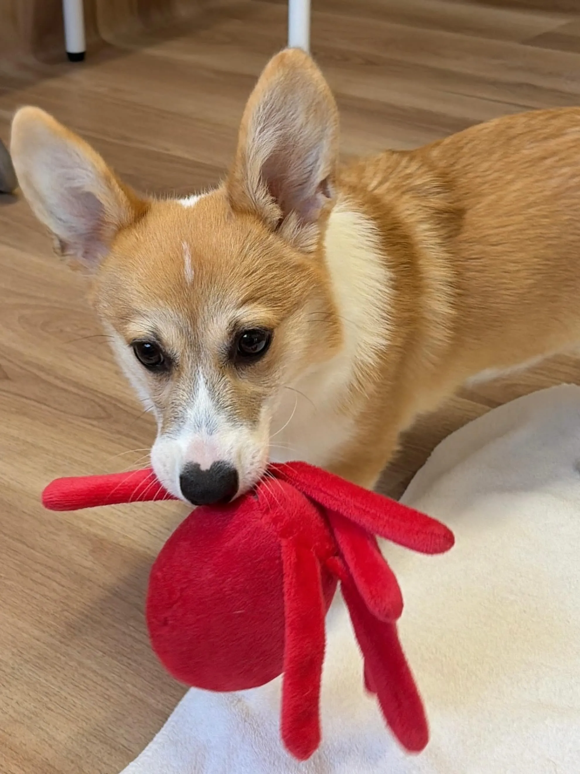 🍃6/1のトリミング🍃コーギー🐶｜名東区・千種区・守山区の動...