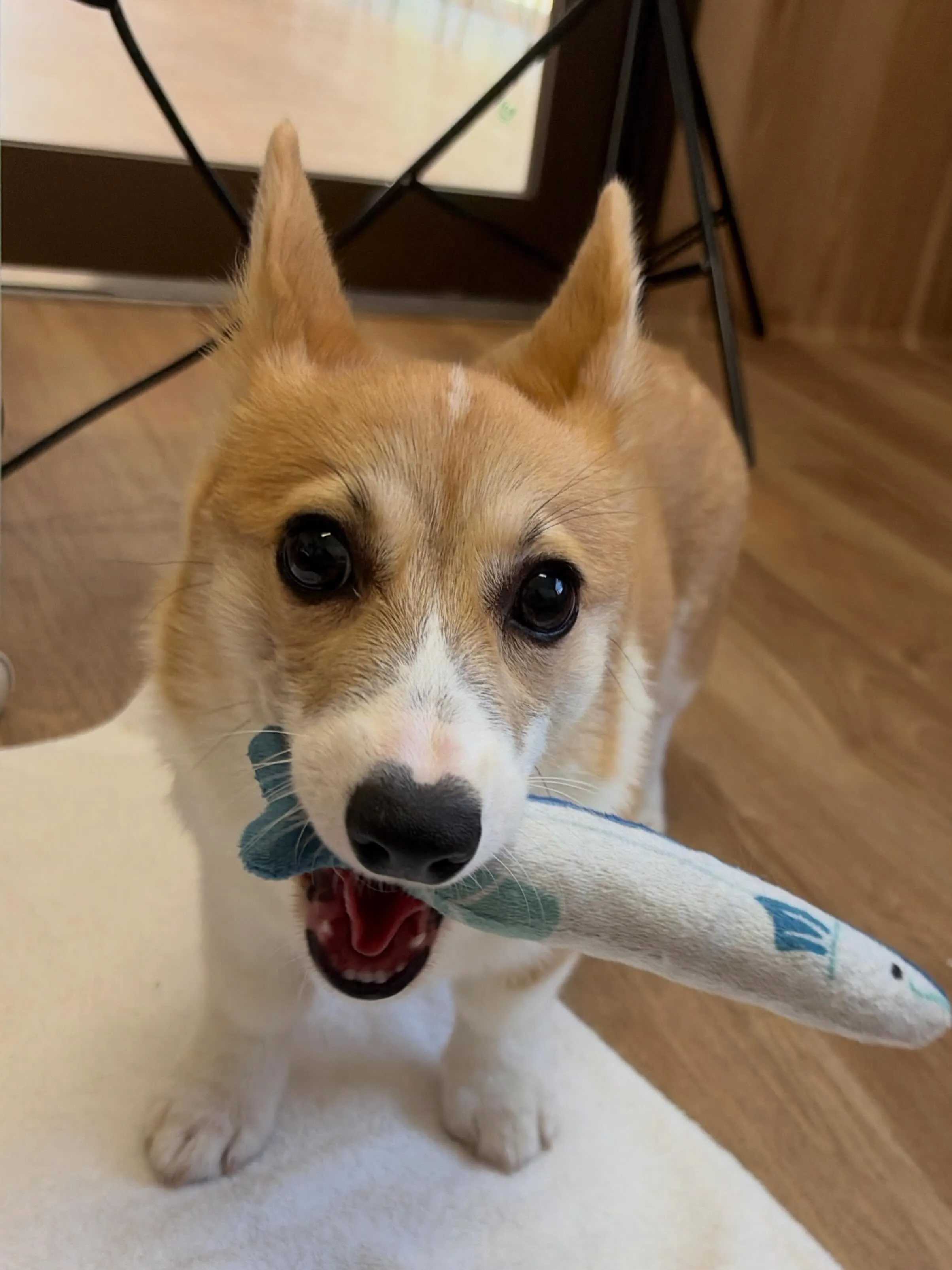 🍃6/1のトリミング🍃コーギー🐶｜名東区・千種区・守山区の動...