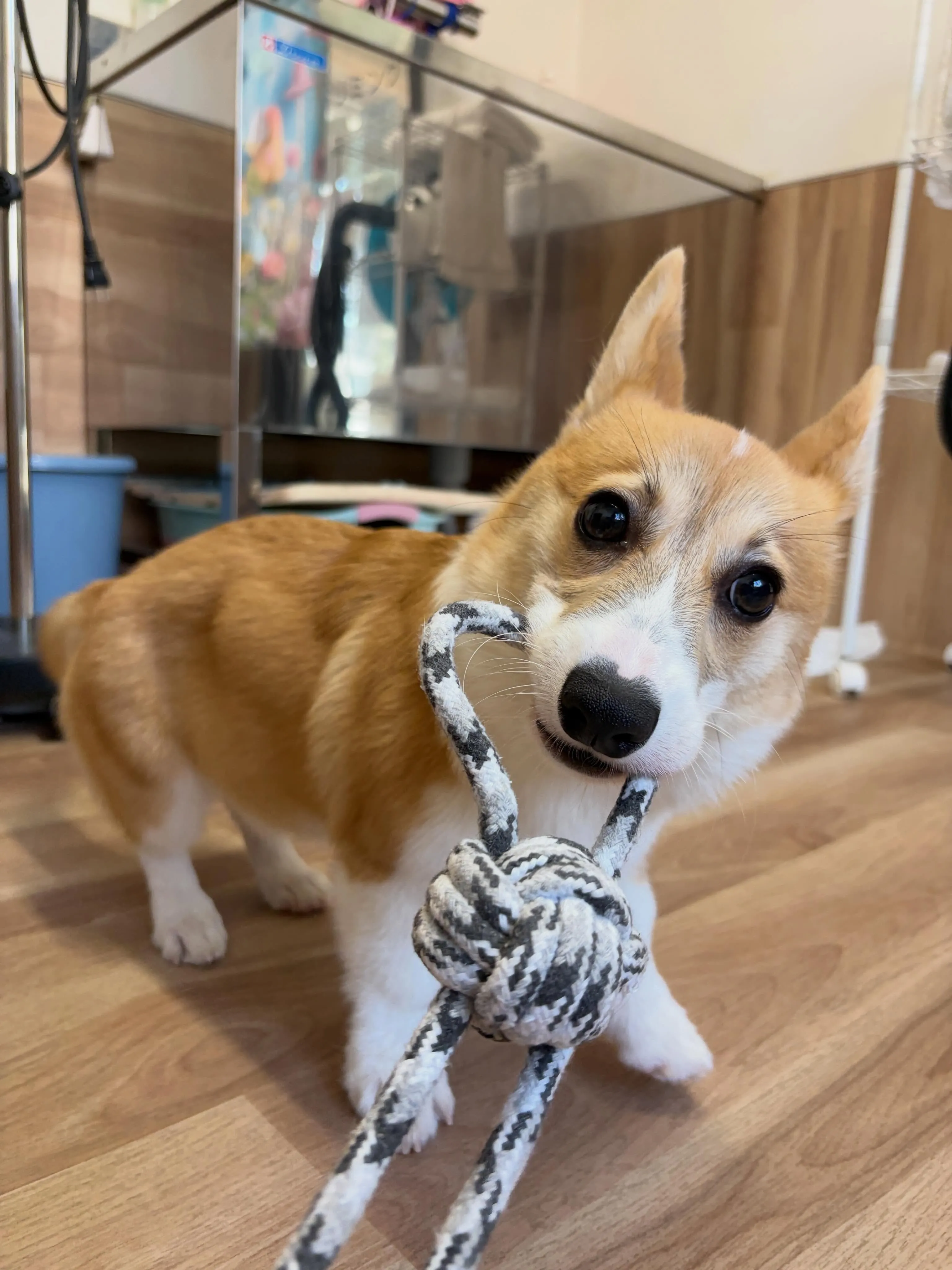 🍃6/1のトリミング🍃コーギー🐶｜名東区・千種区・守山区の動...