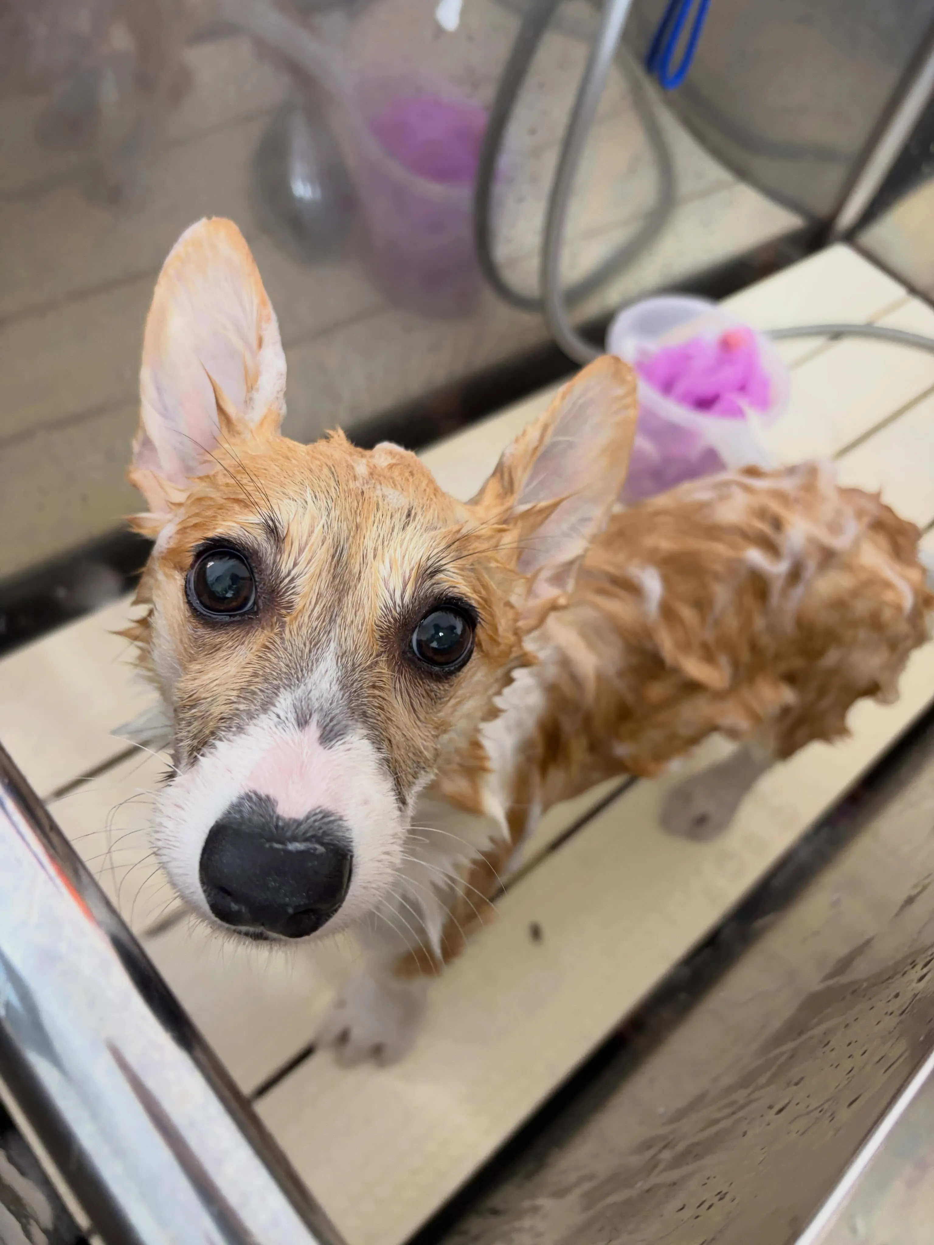 🍃6/1のトリミング🍃コーギー🐶｜名東区・千種区・守山区の動...