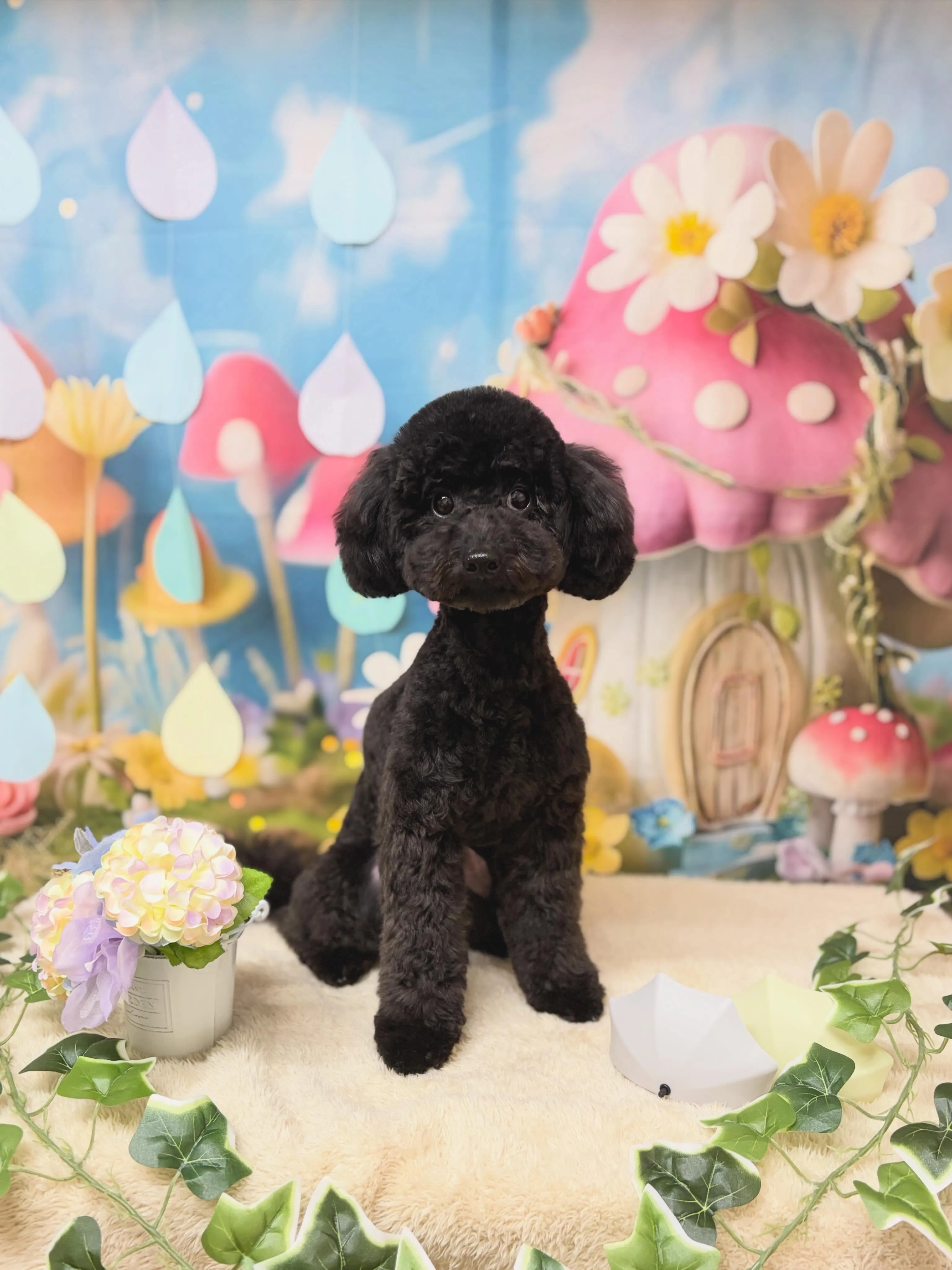 🍃6/1のトリミング🍃プードル🐶ダックス🐶｜名東区・千種区・...