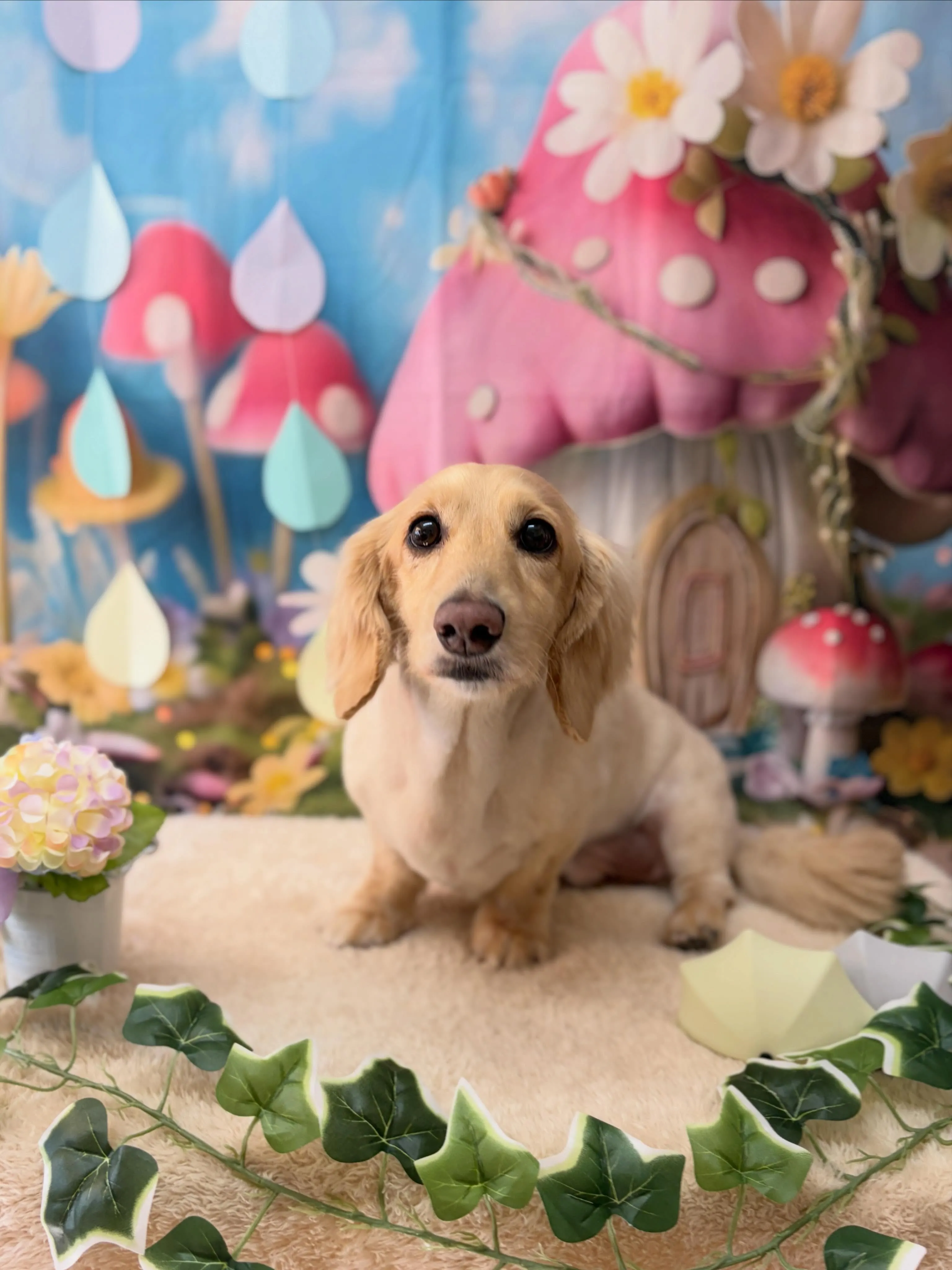 🍃6/1のトリミング🍃プードル🐶ダックス🐶｜名東区・千種区・...